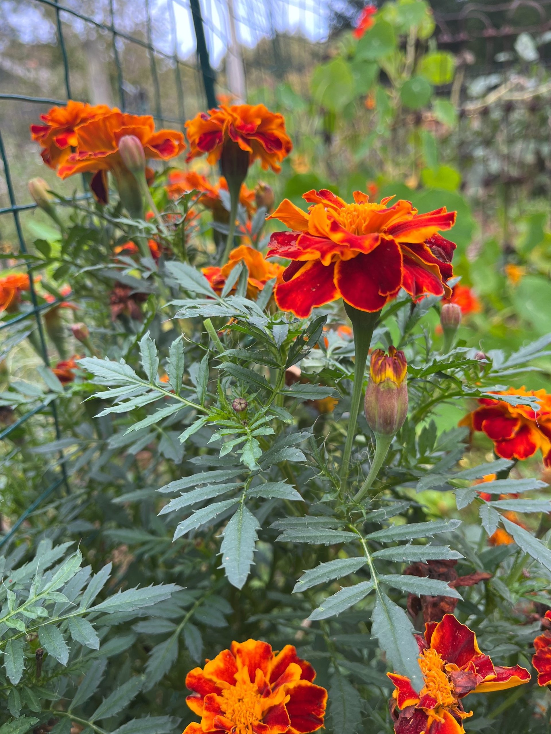 black and white bed linen
