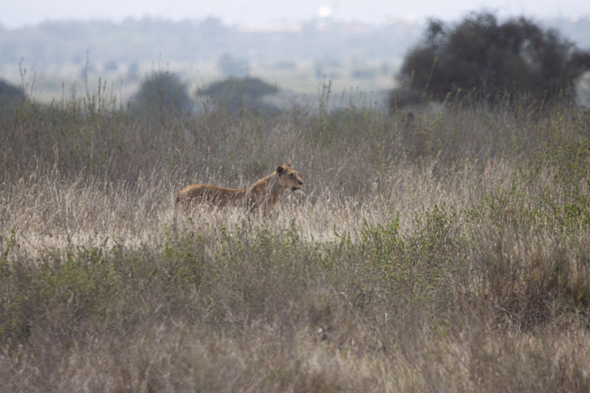 gray computer monitor