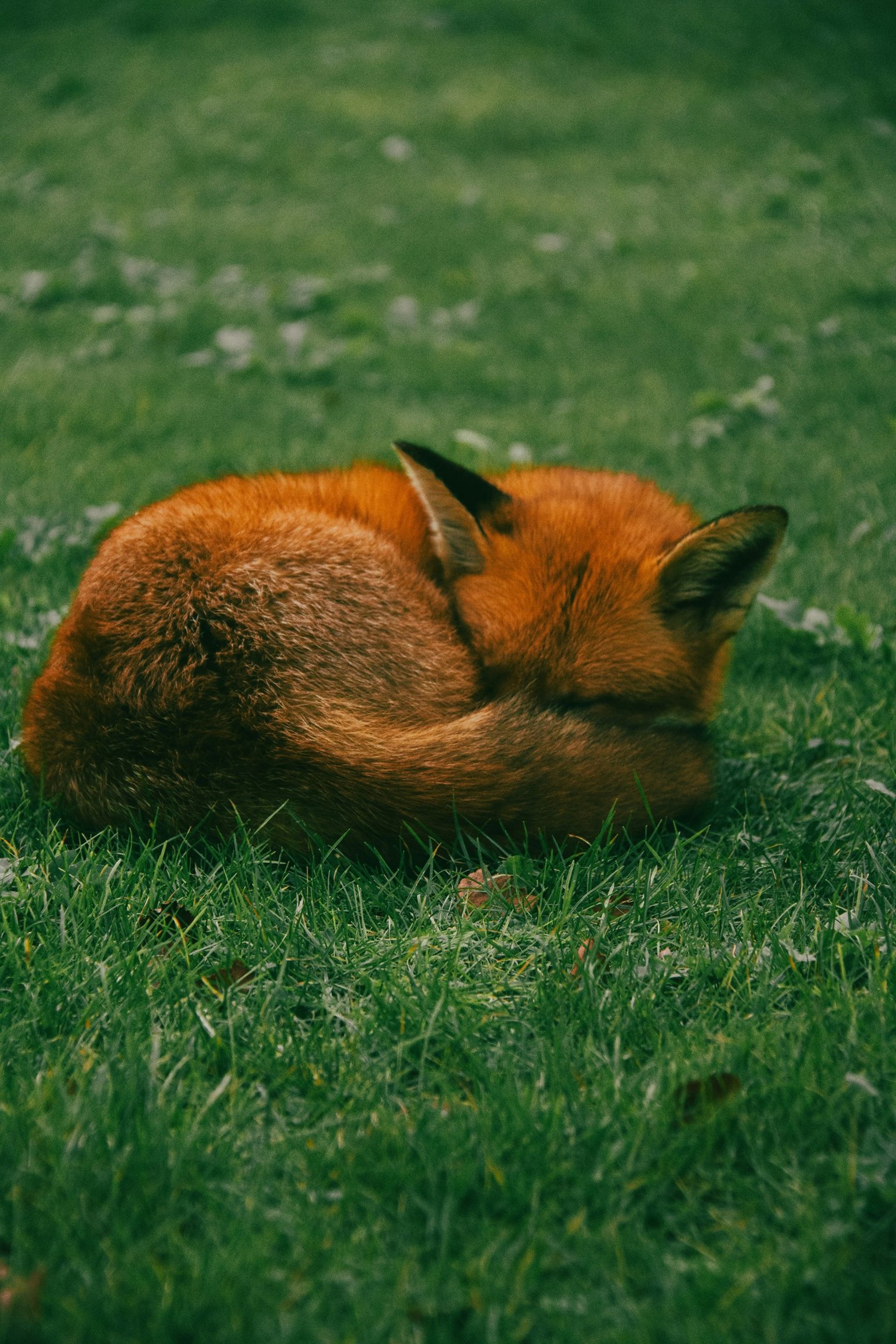 mountain range under blue sky