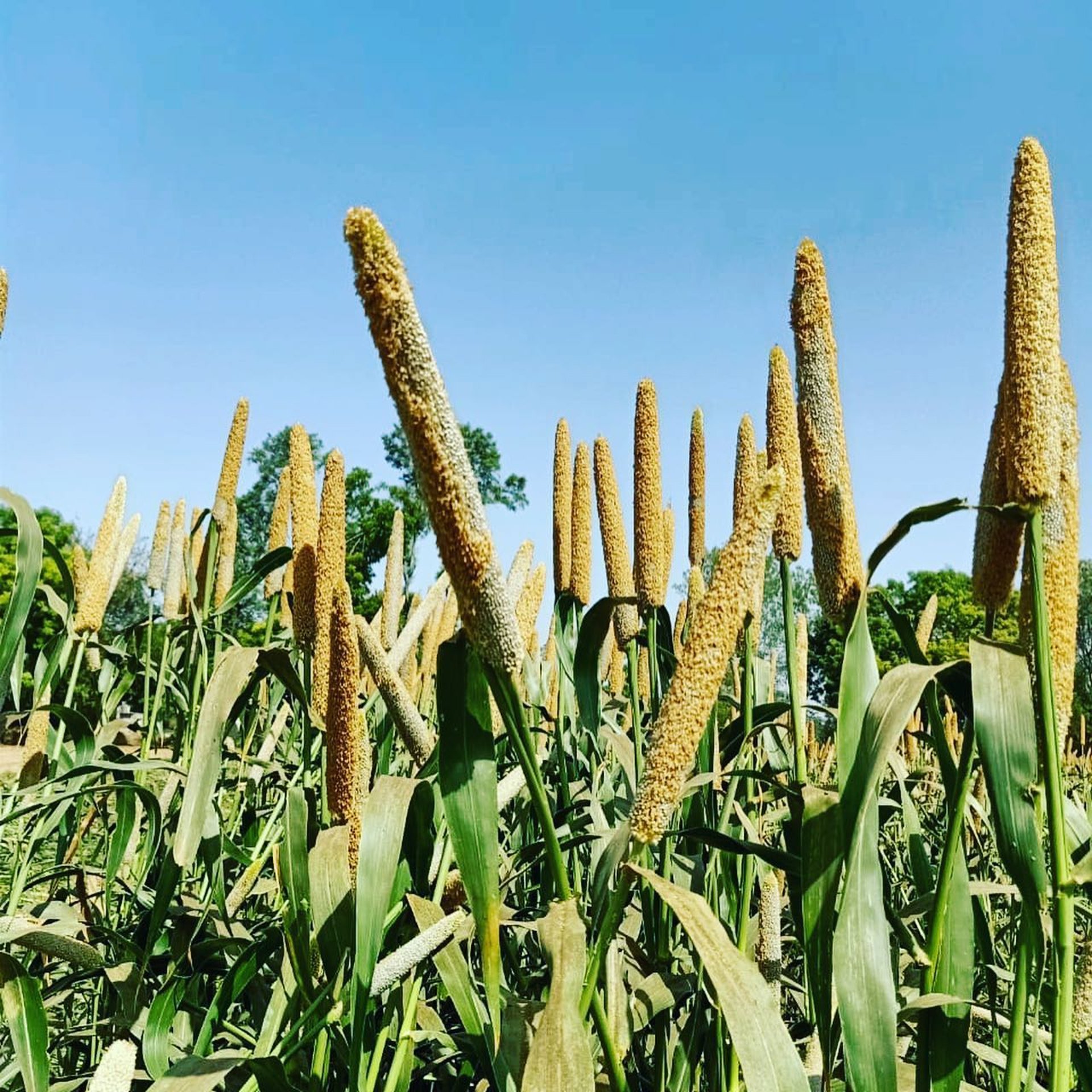 gray computer monitor