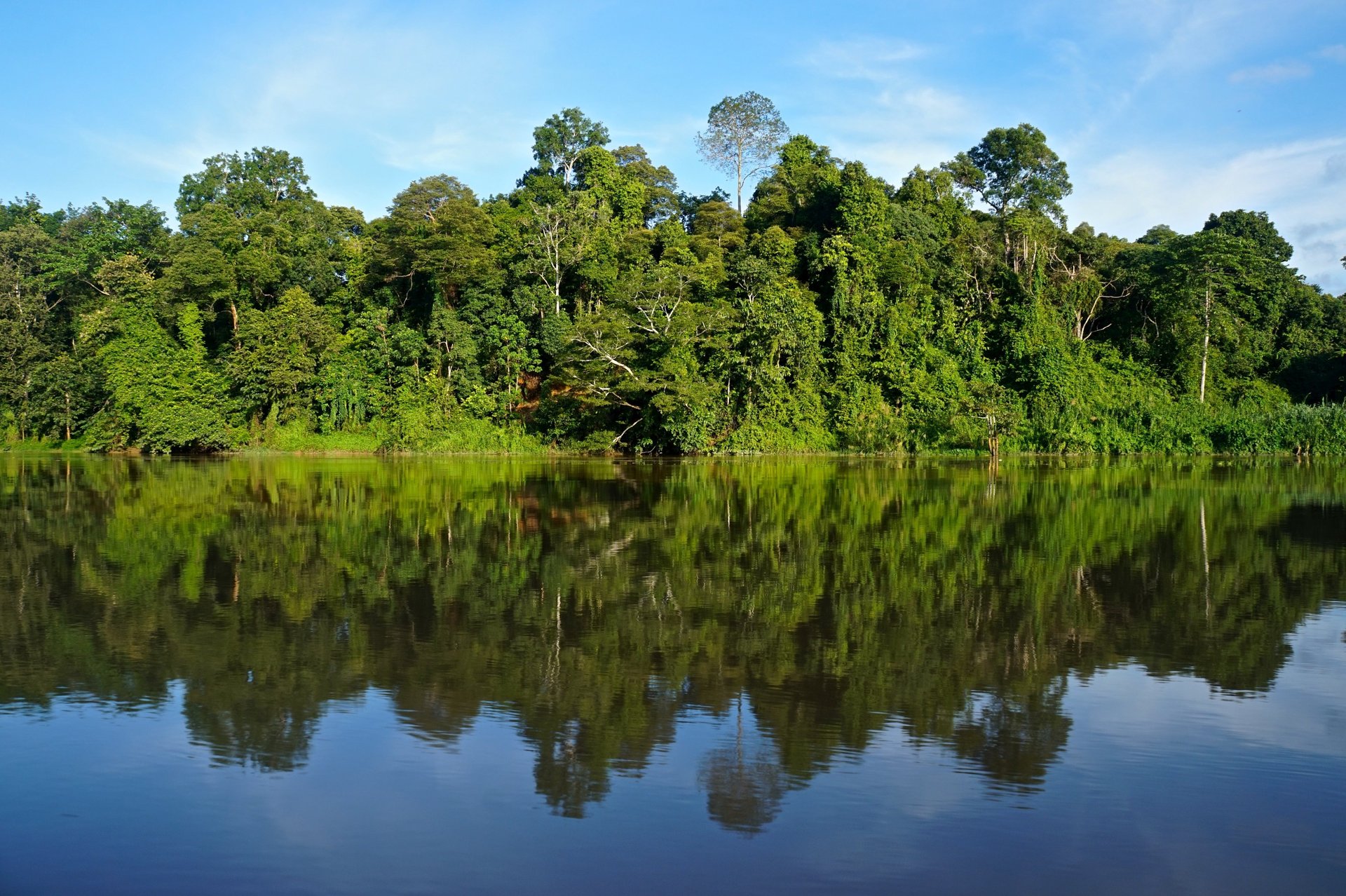 Lush green jungle with a flowing stream and mist.