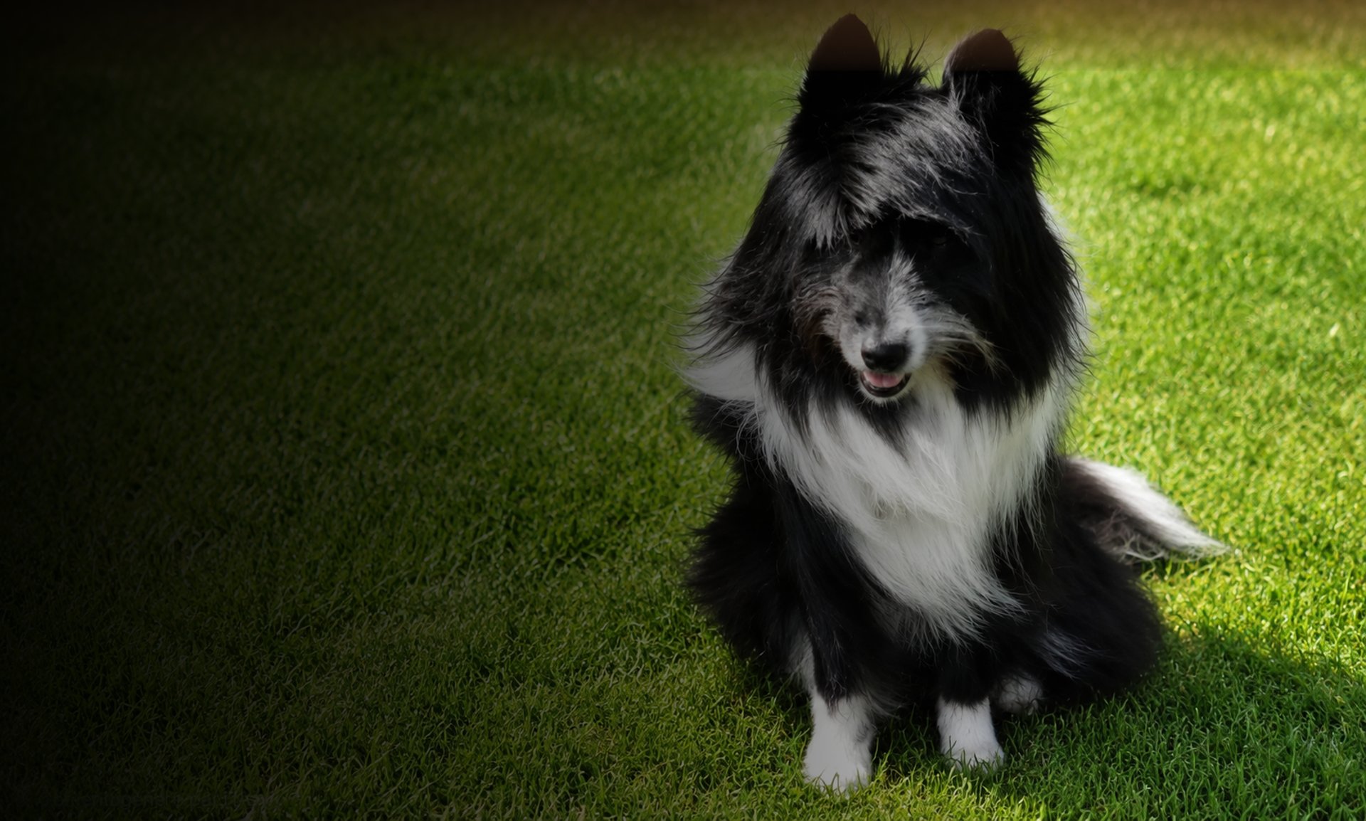 a black and white dog standing on top of a grass covered field