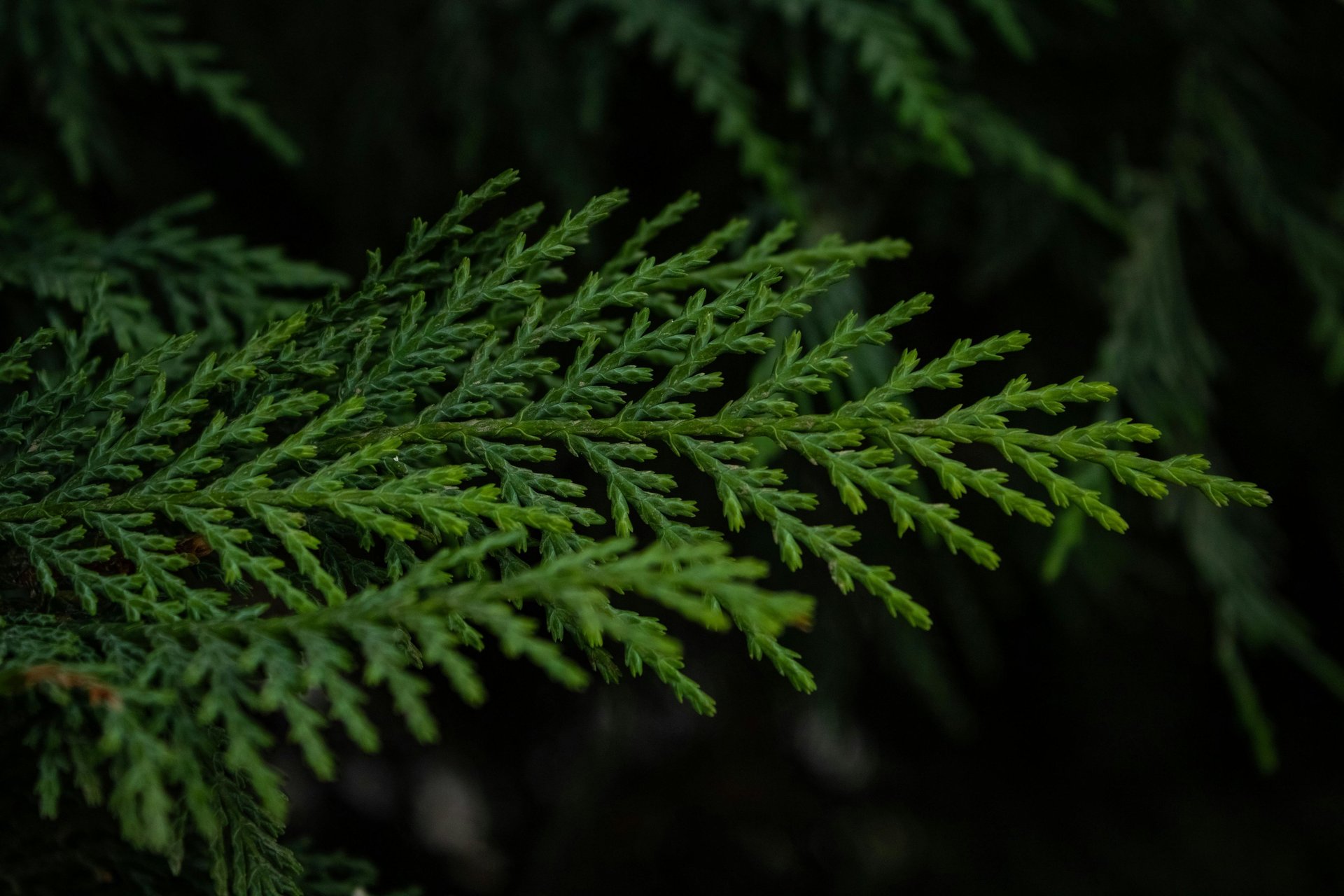 shallow focus photo of white flowers