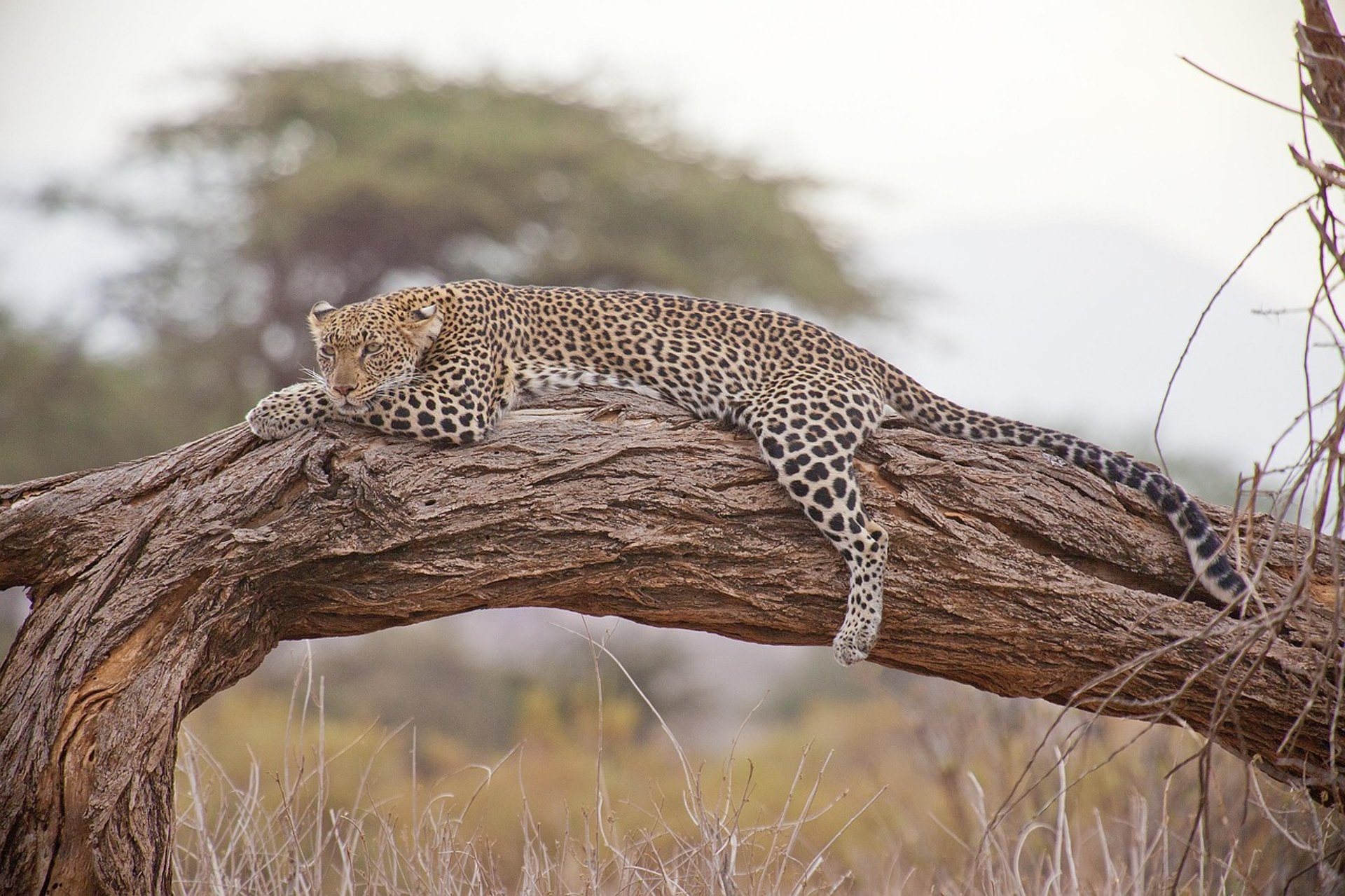 male brown lion lying on grass