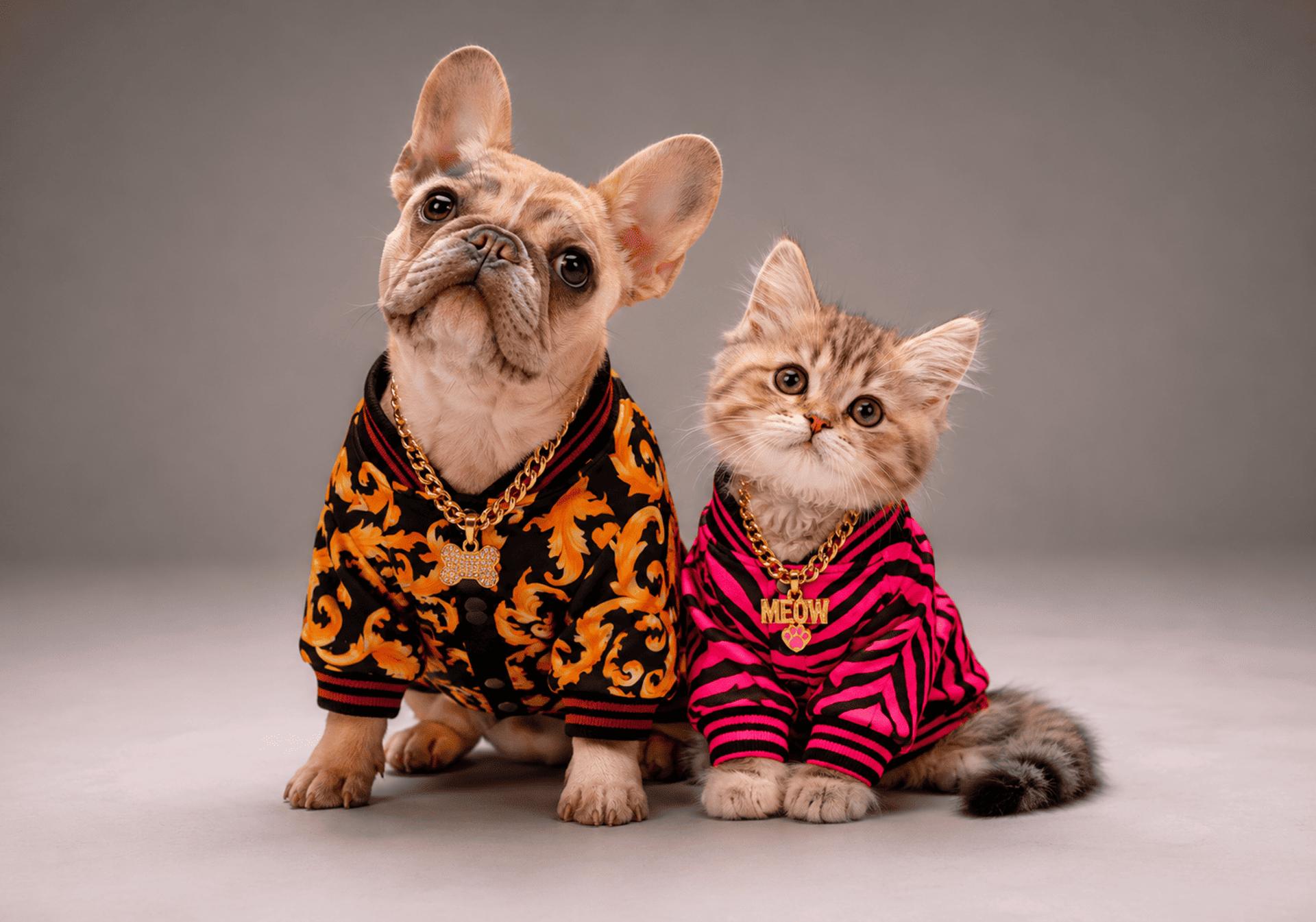 perro vestido con una playera negra con naranja y gato vestido con camisa rosa y negro