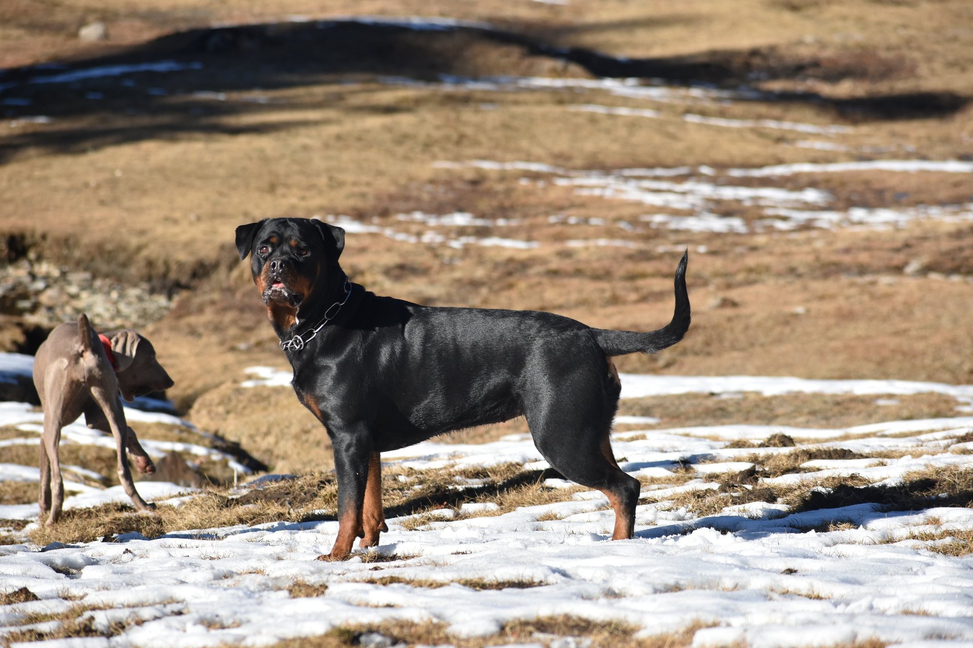 woman wearing yellow long-sleeved dress under white clouds and blue sky during daytime