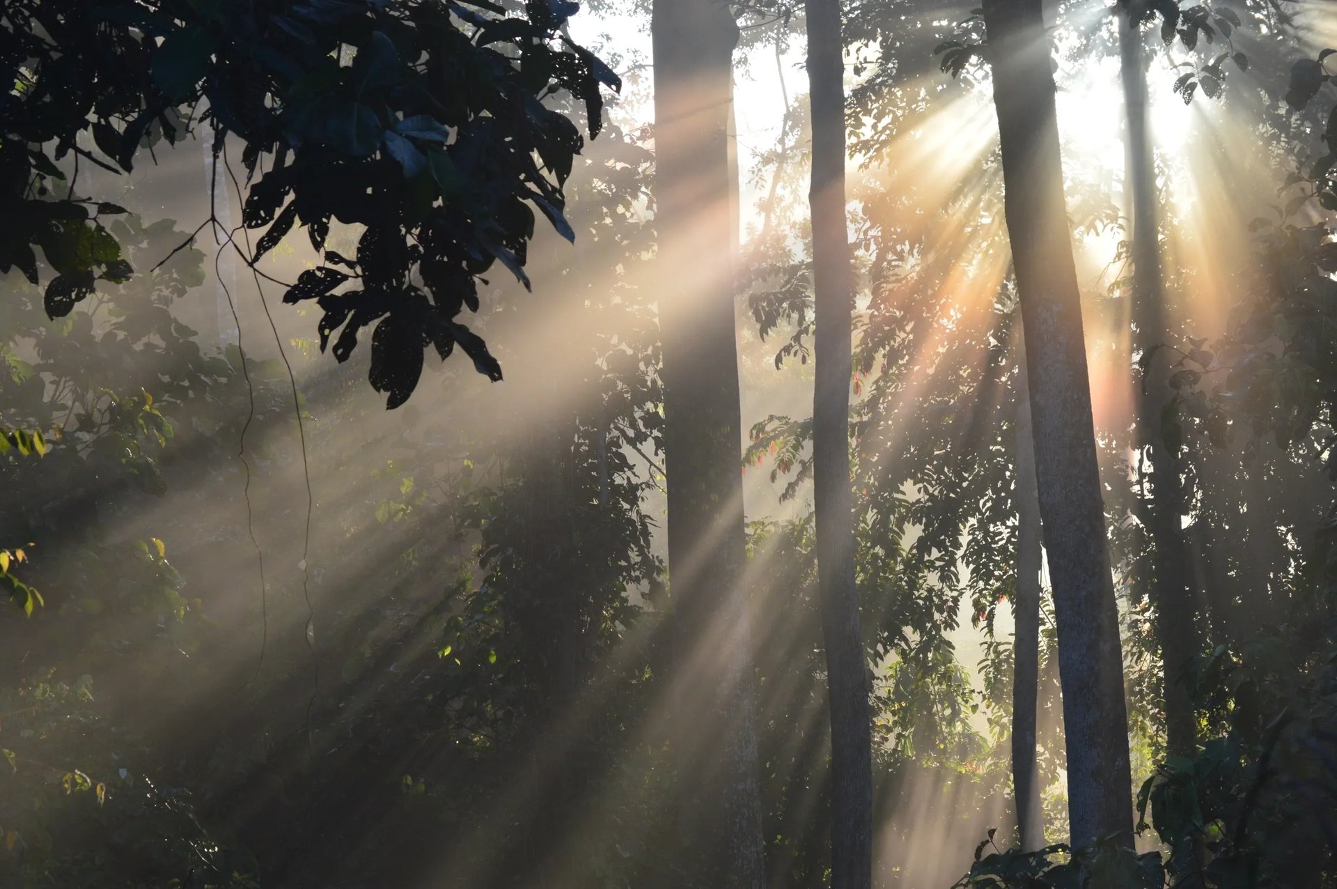 black and brown leather padded tub sofa