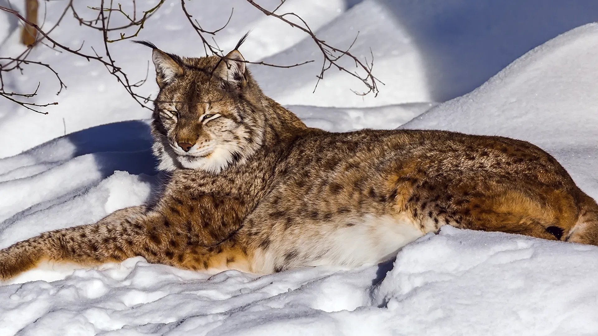 person riding on skis during winter surrounded by mountains