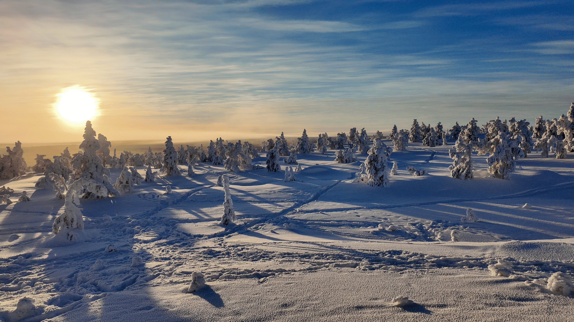 Snow-covered trees at Riisitunturi National Park during a winter day trip from Rovaniemi, Finnish Lapland