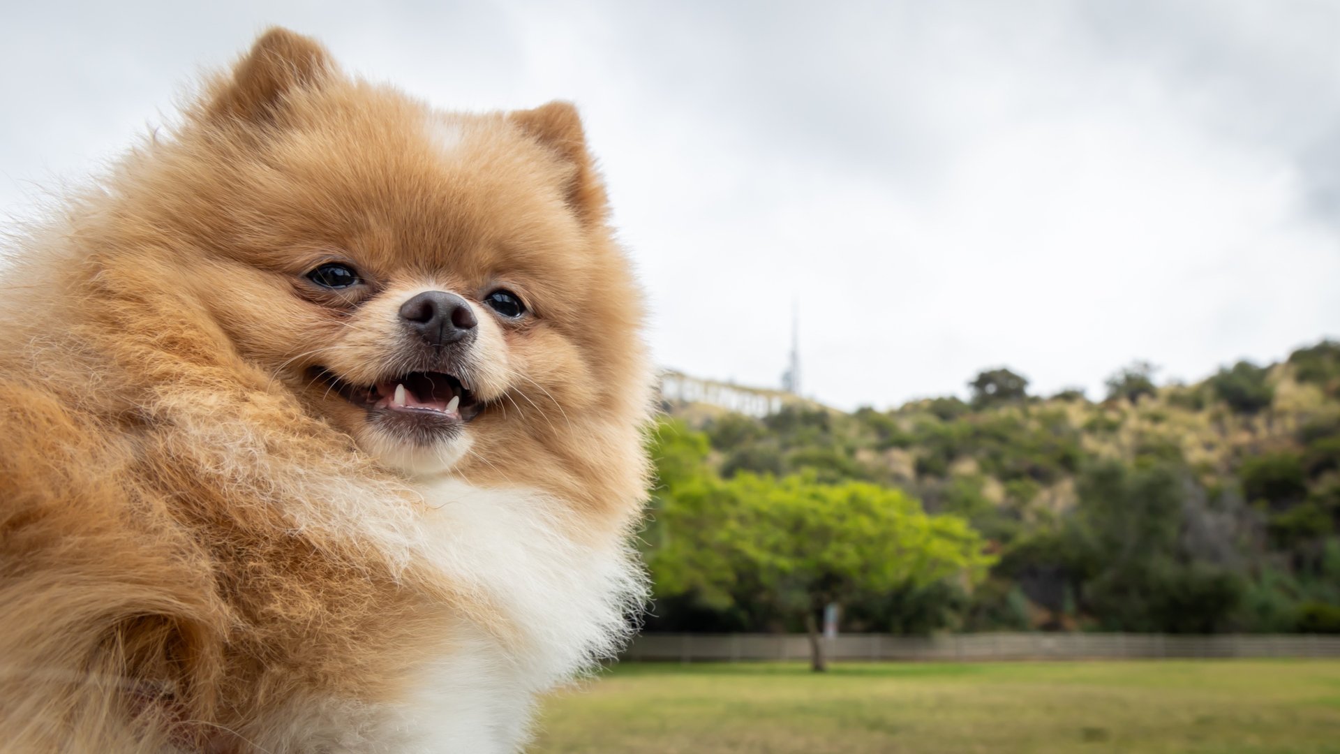 Liebe, a 6lb toy Pomeranian, sitting in a park with the Hollywood sign in the background for Liebe Chronicles.