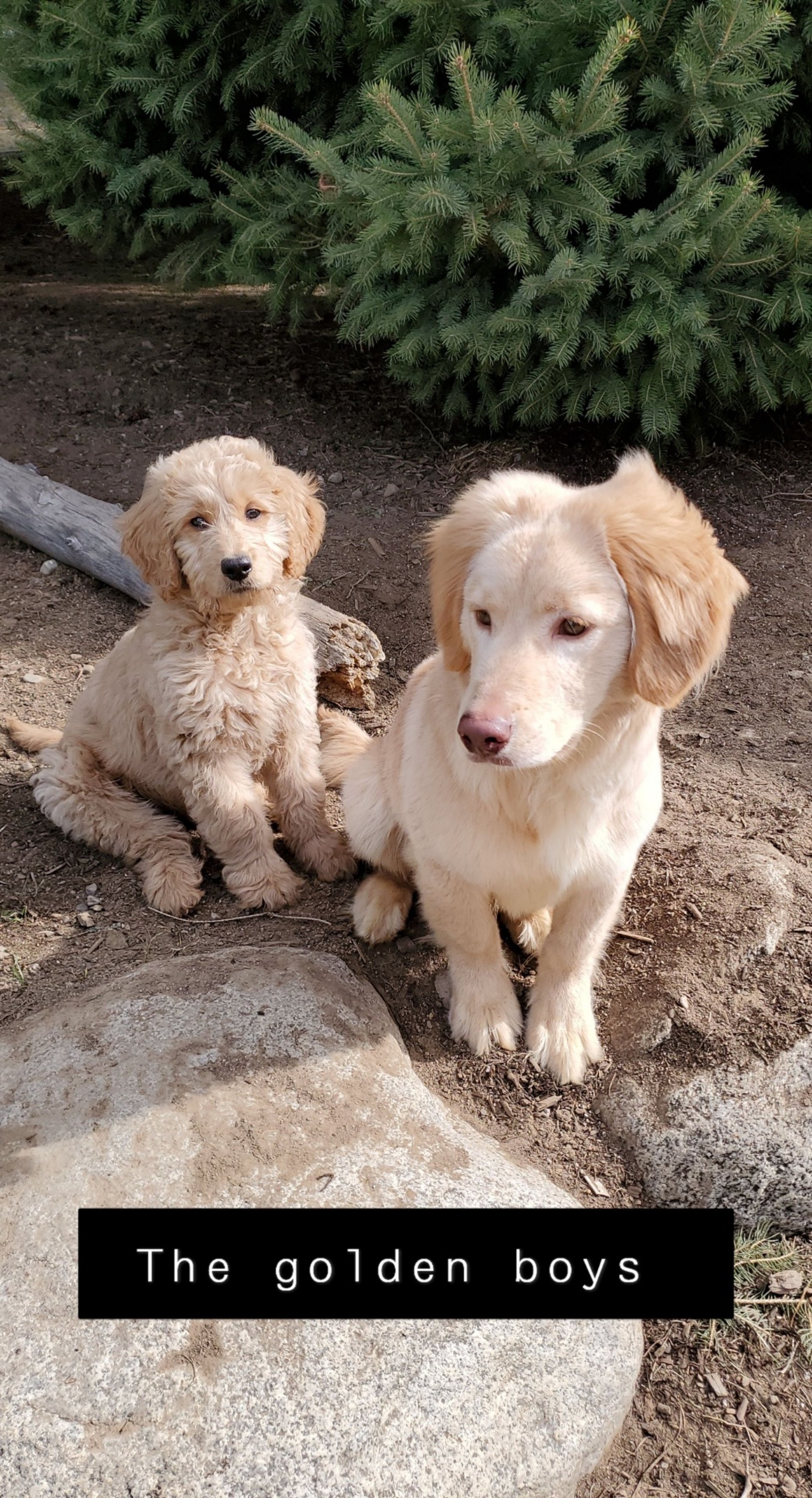 black and brown leather padded tub sofa