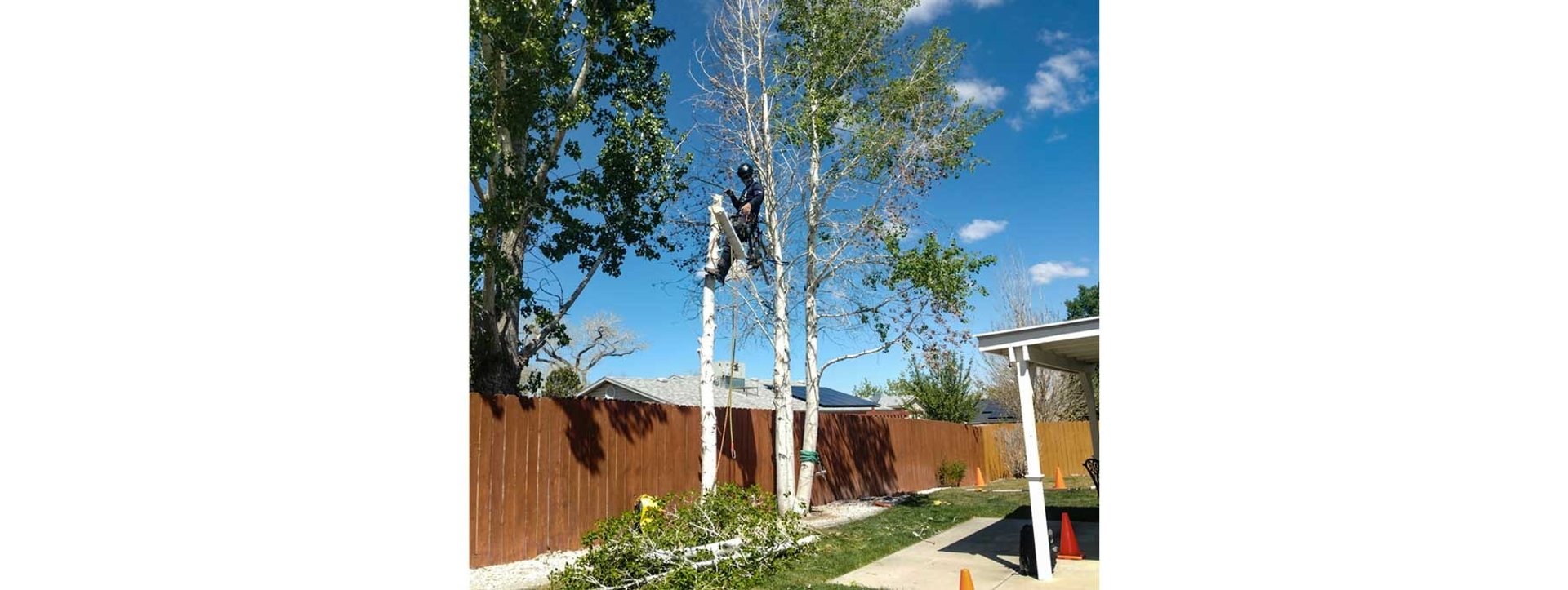 Cambium Tree Solutions arborist climbing to safely remove a hazardous tree near a residential roof in Grand Junction.