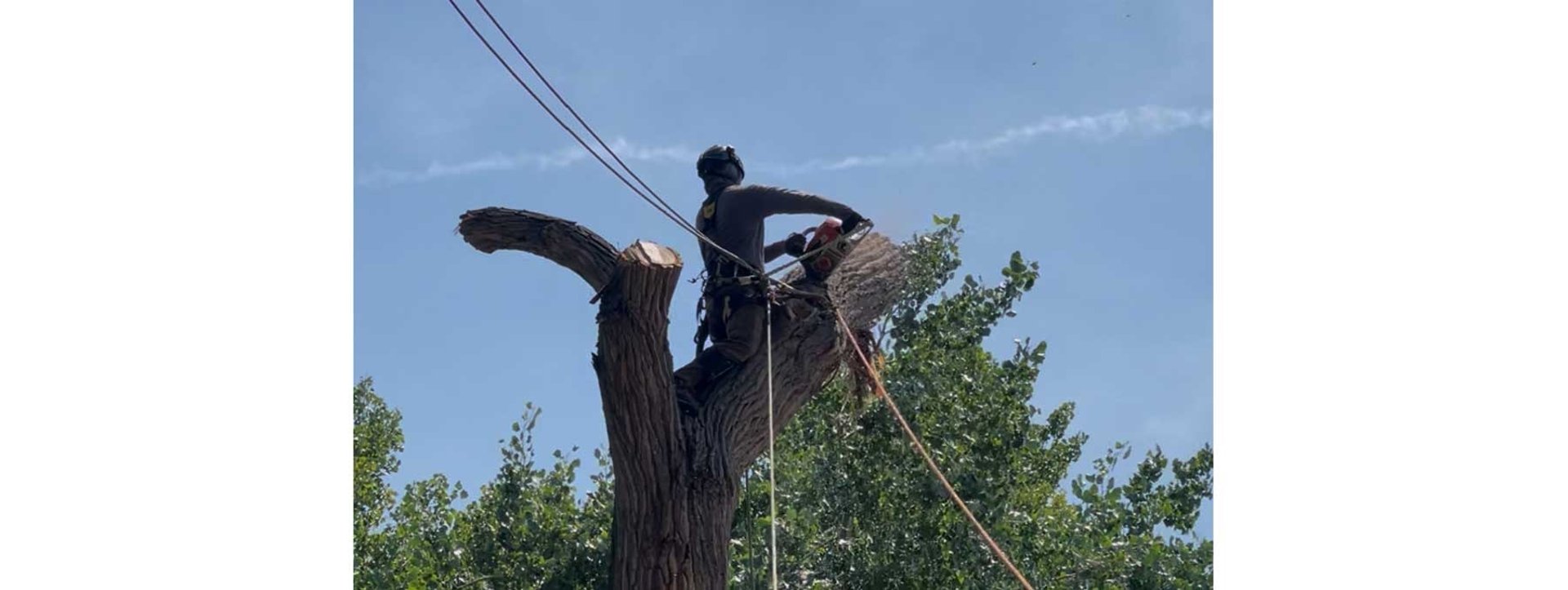 Cambium Tree Solutions arborist using professional rigging and a chainsaw to dismantle a large mature tree in Grand Junction.