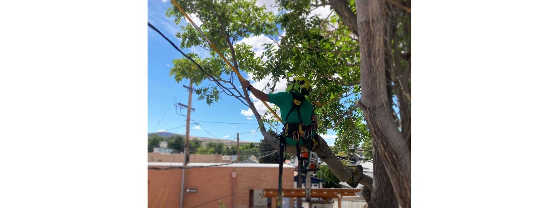 Cambium Tree Solutions professional arborist in Grand Junction, CO, performing precision trimming on a large mature tree.