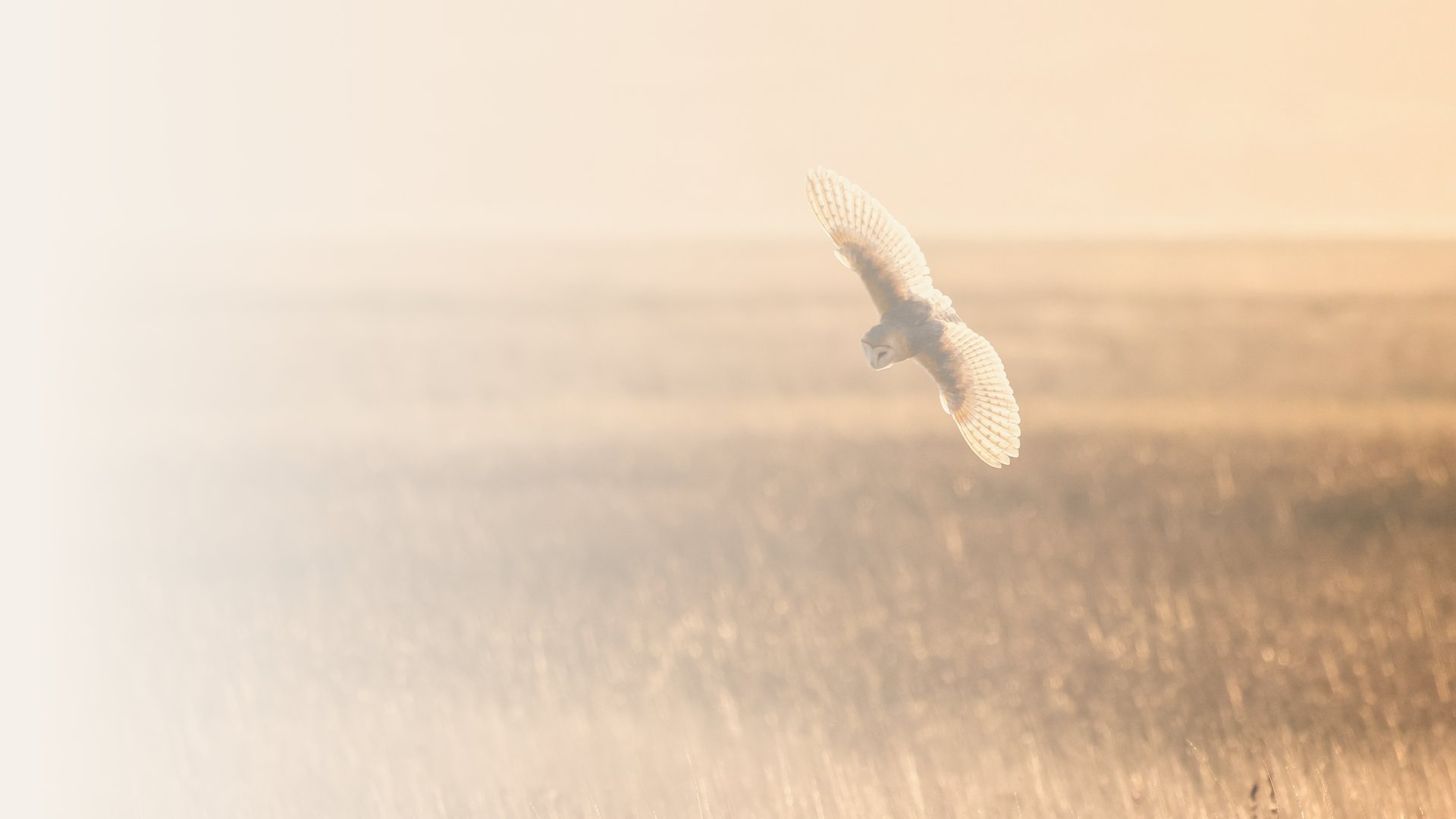 a bird flying over a dry grass field