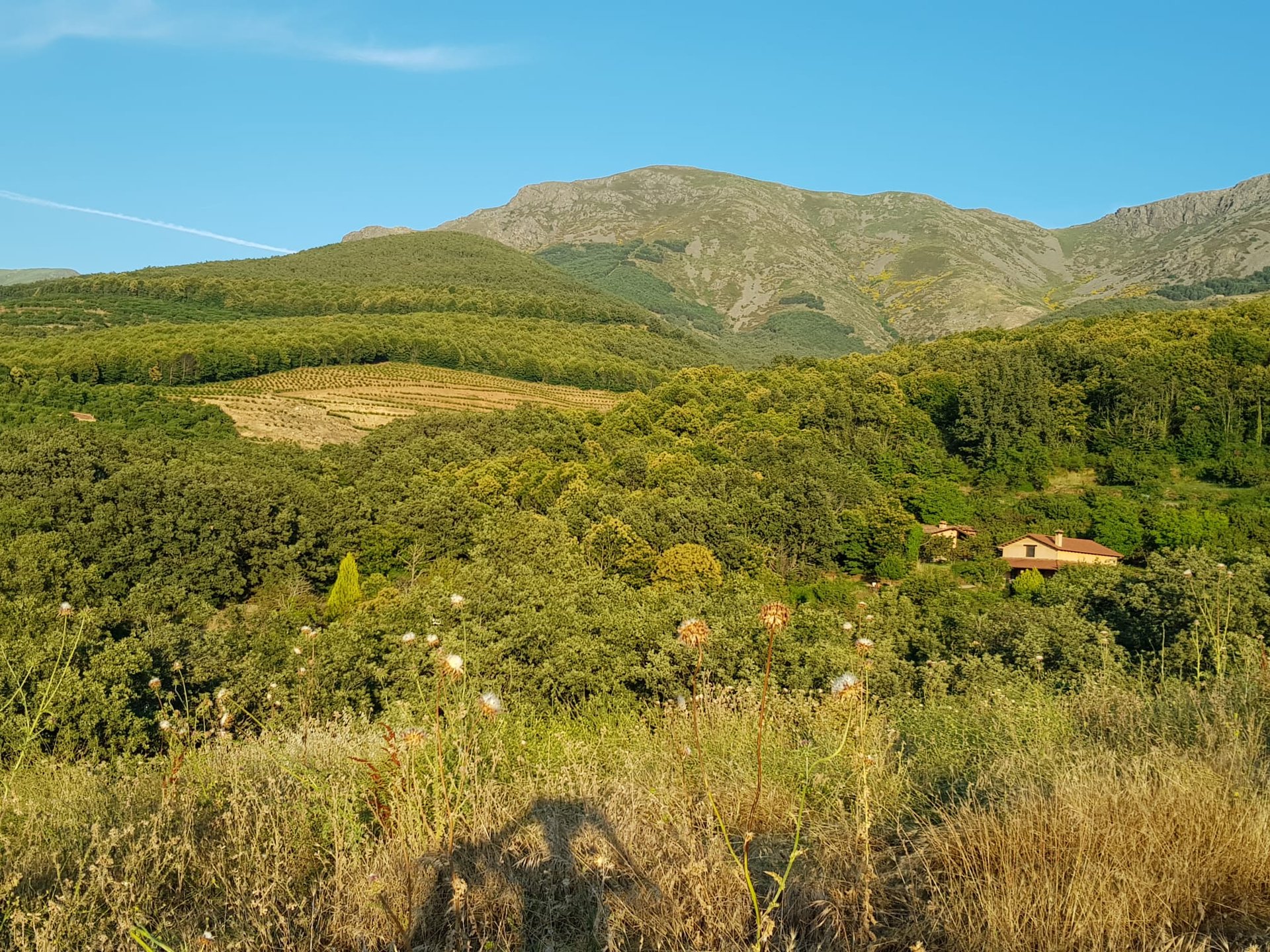 black and brown leather padded tub sofa