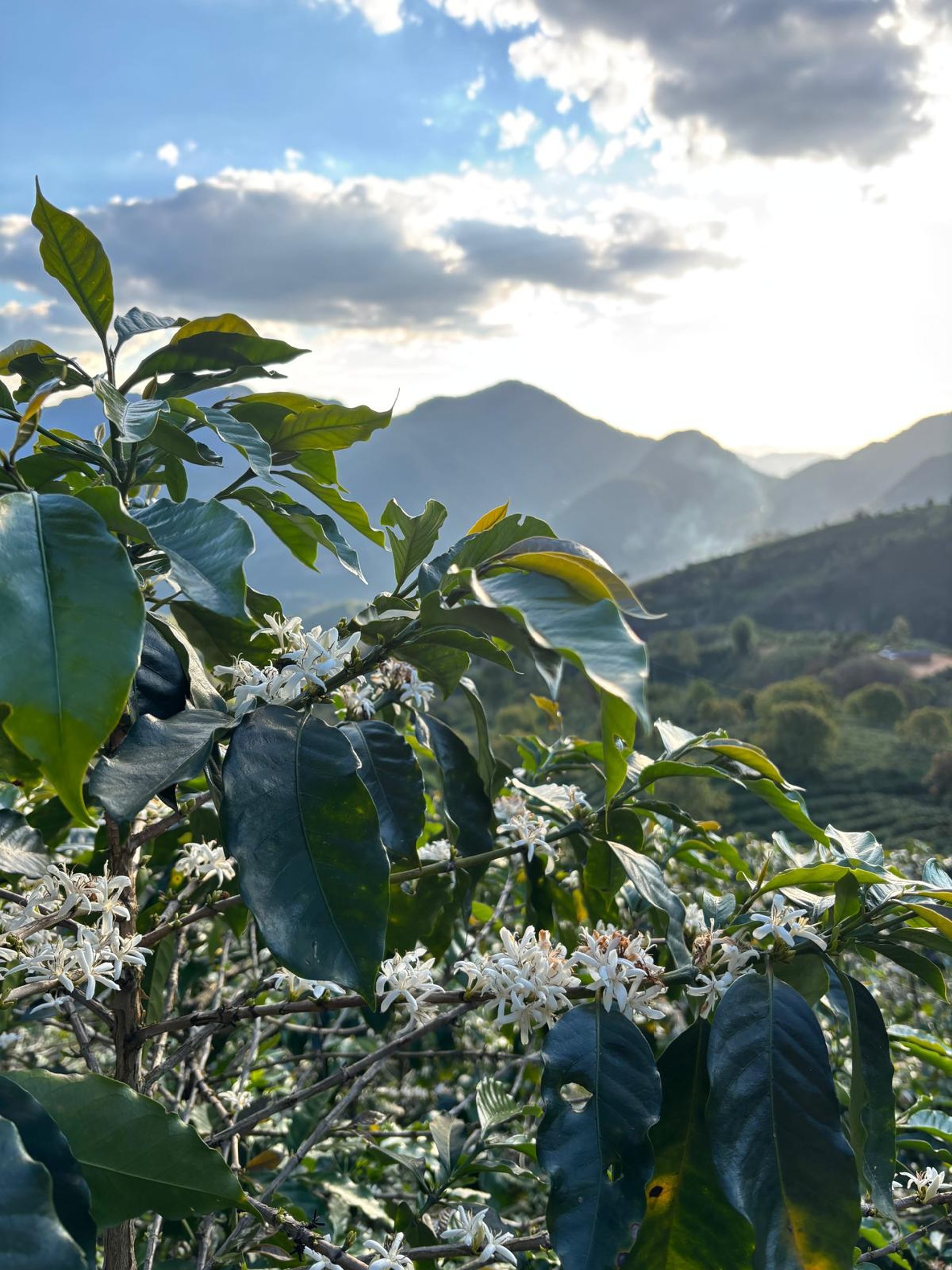 gray computer monitor