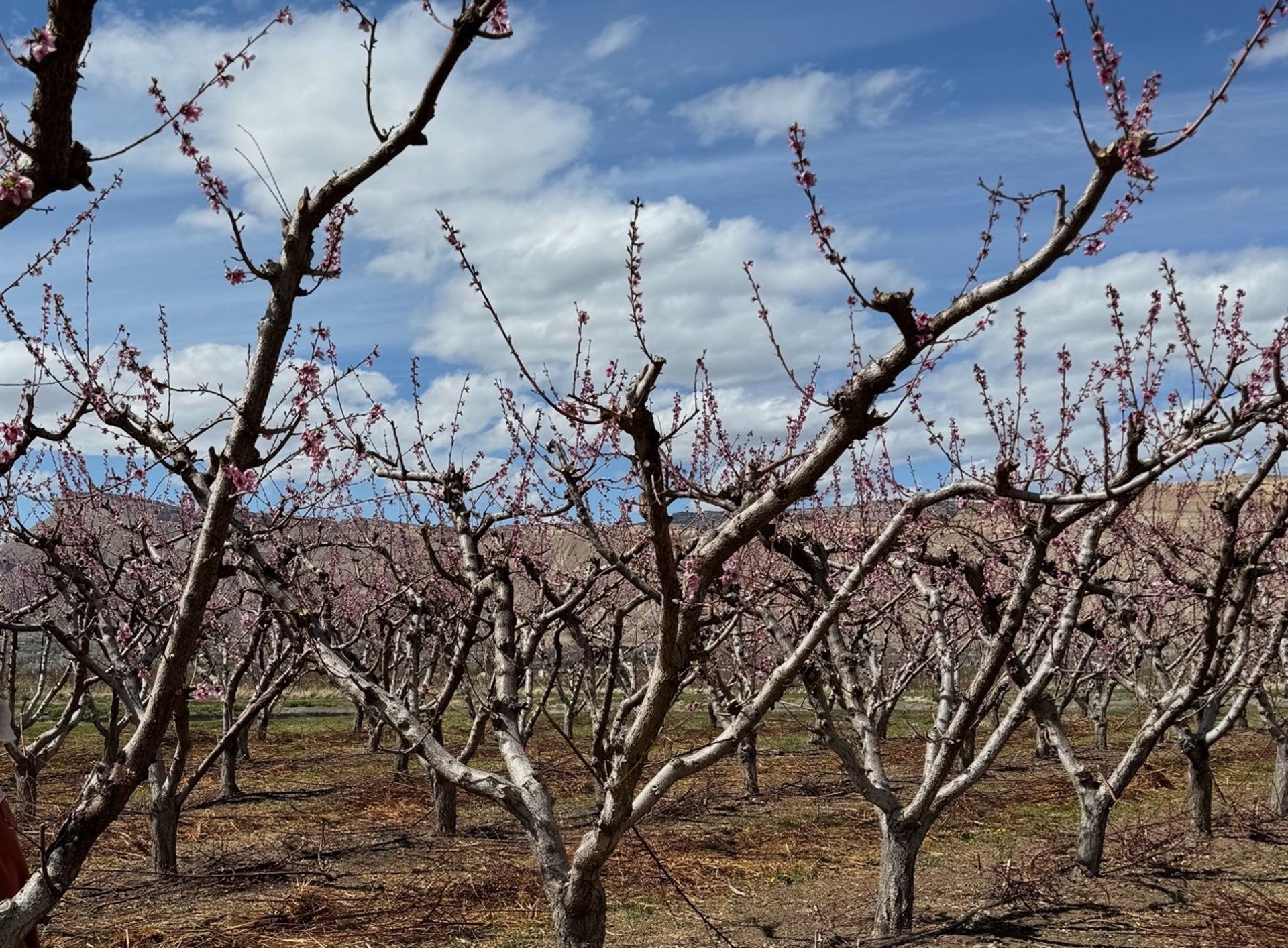 Grand Junction Palisade Orchard in the Grand Valley
