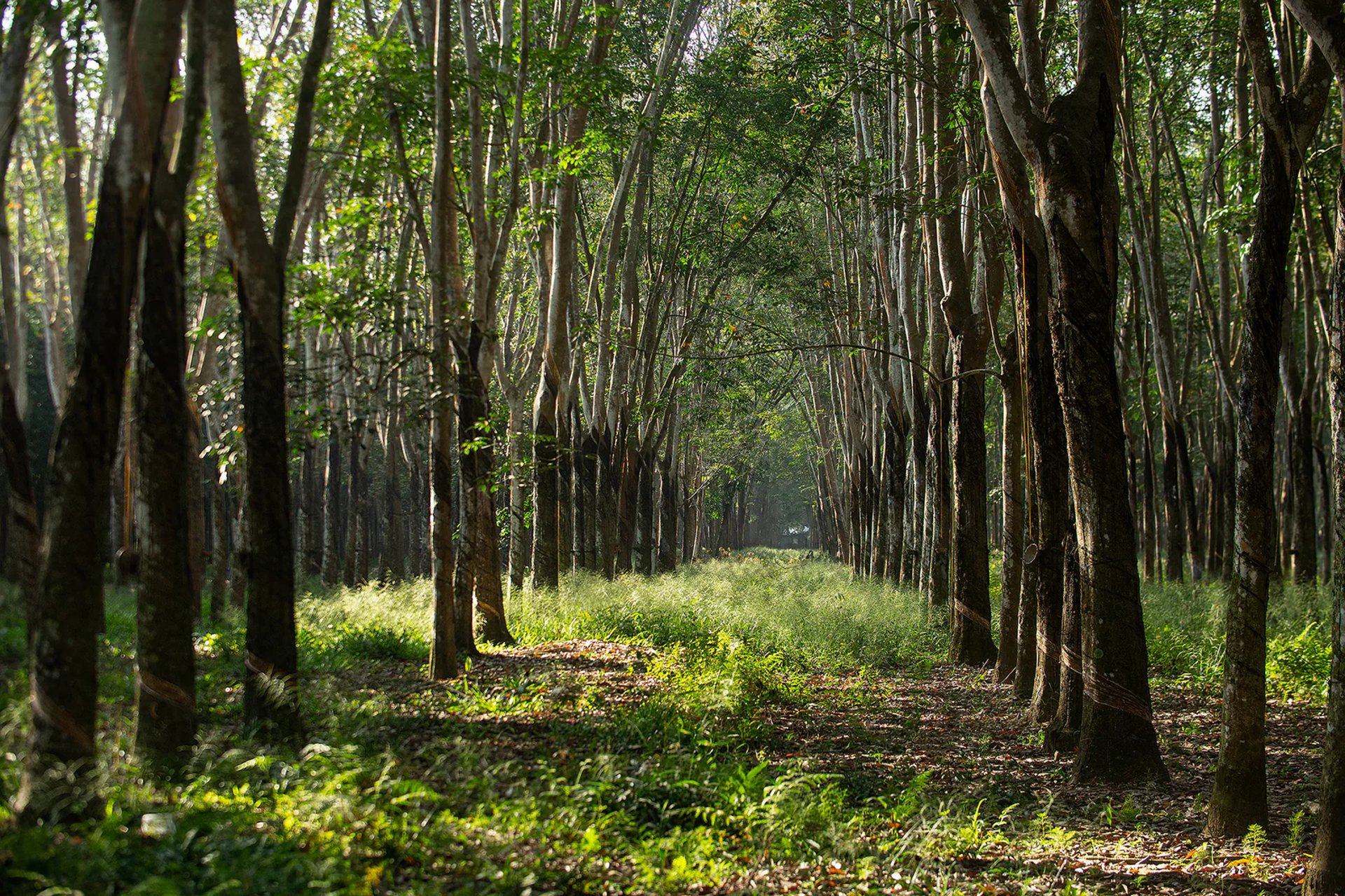 gray computer monitor