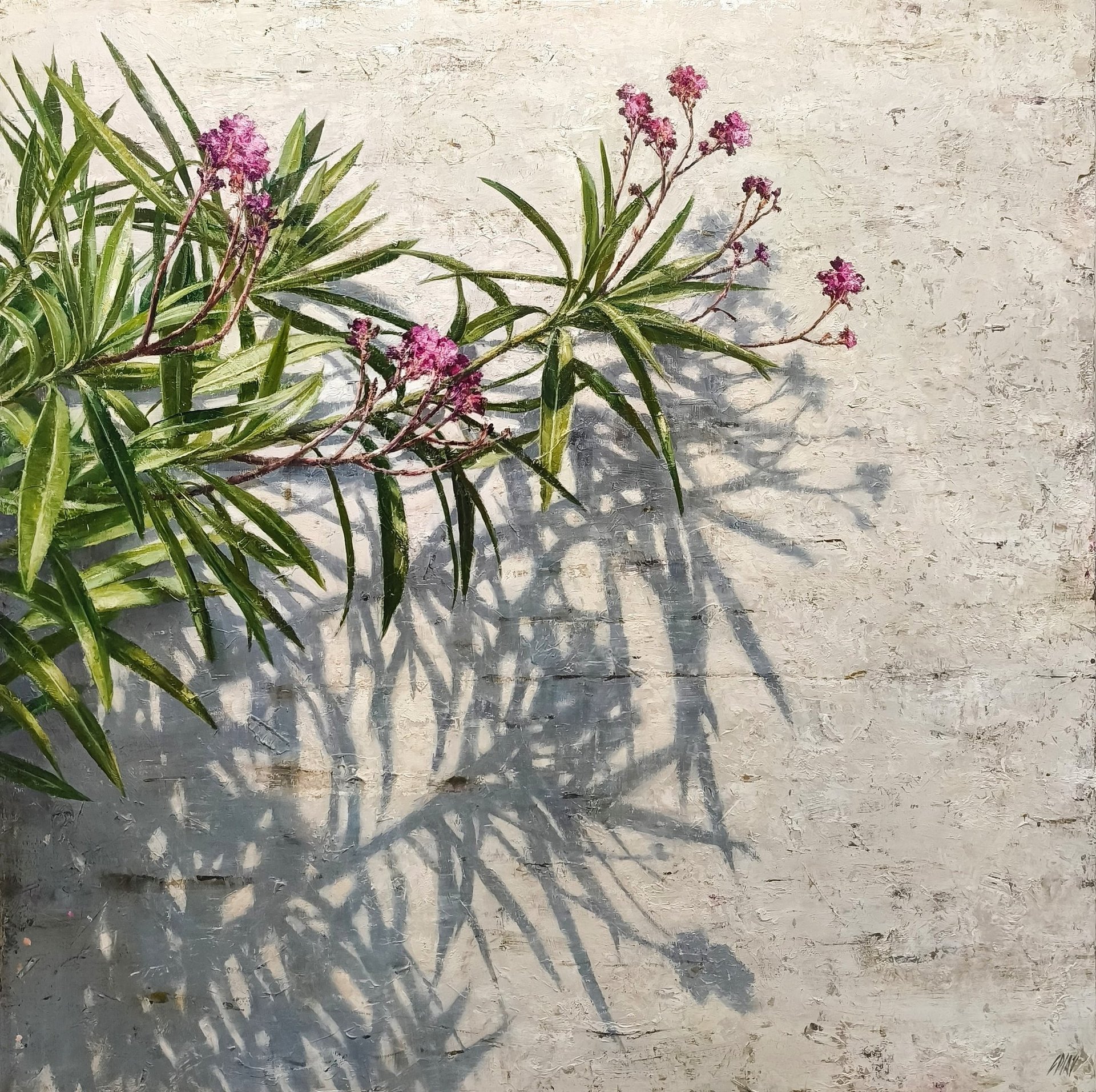 OLEANDER SHADOW 100 X 100