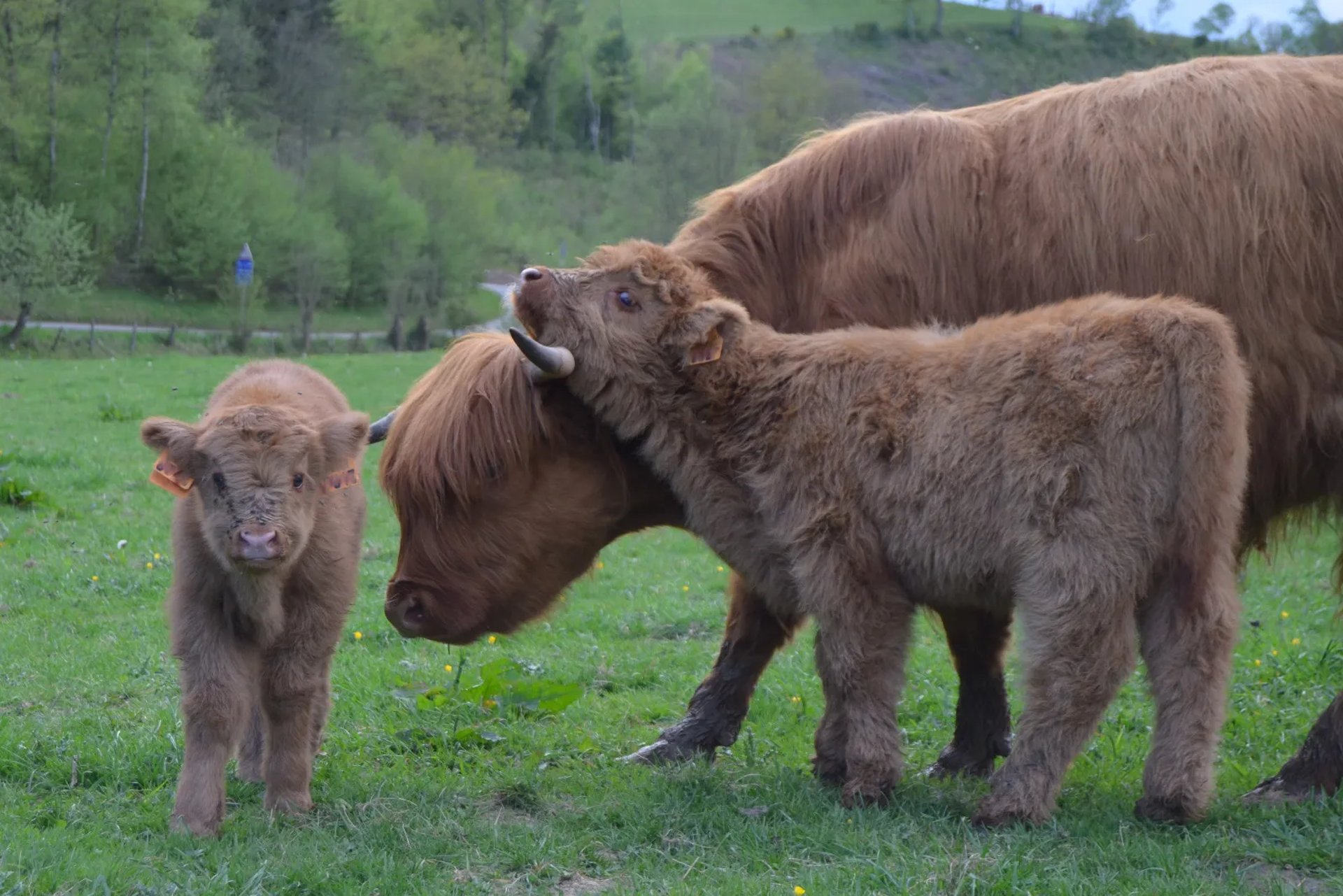 Vache Highland Cattle avec ses deux veaux