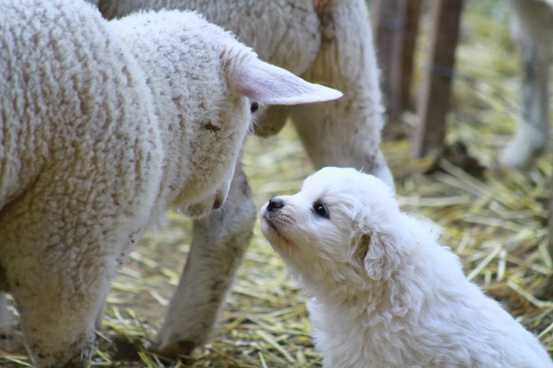 Camada Pastor Maremmano-Abruzzese en el campo