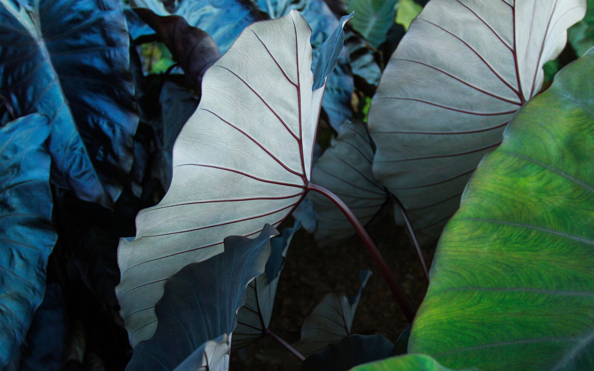 green plant with water droplets