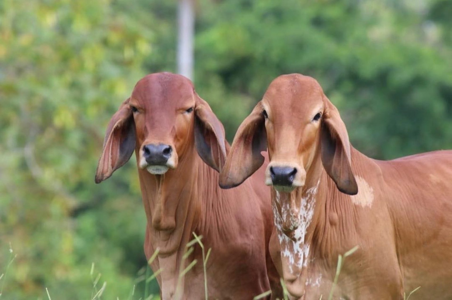 gray computer monitor
