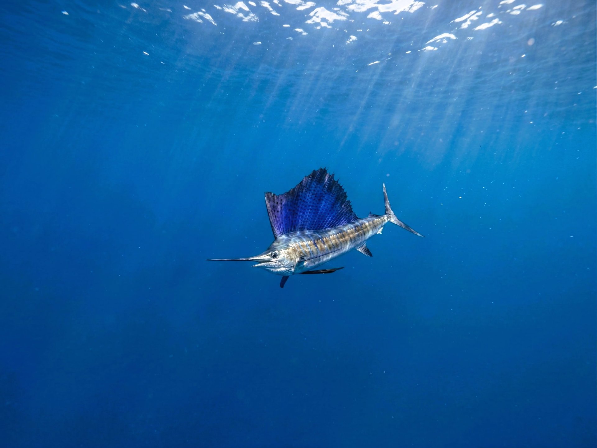 black blue and yellow textile