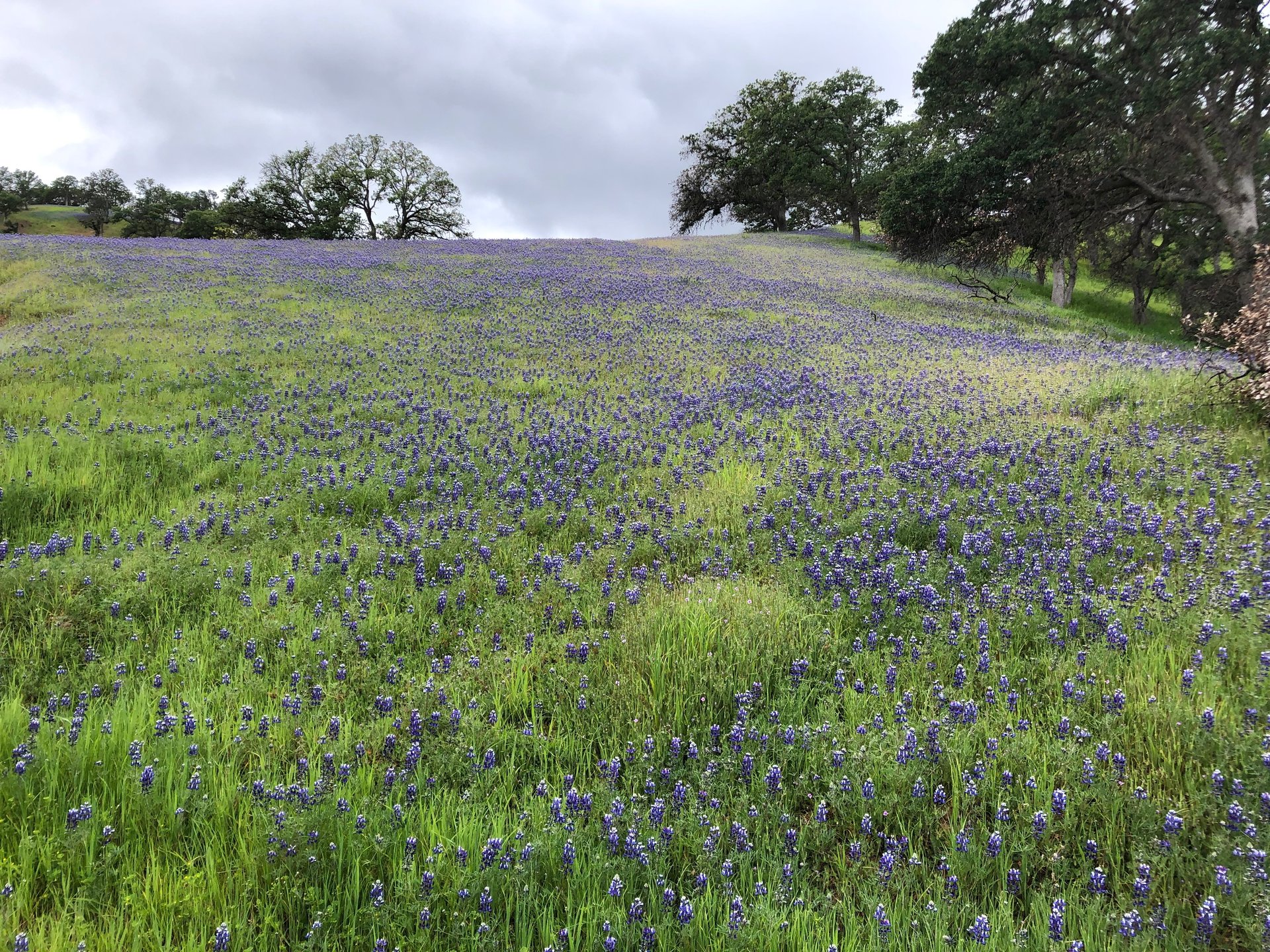 black and brown leather padded tub sofa