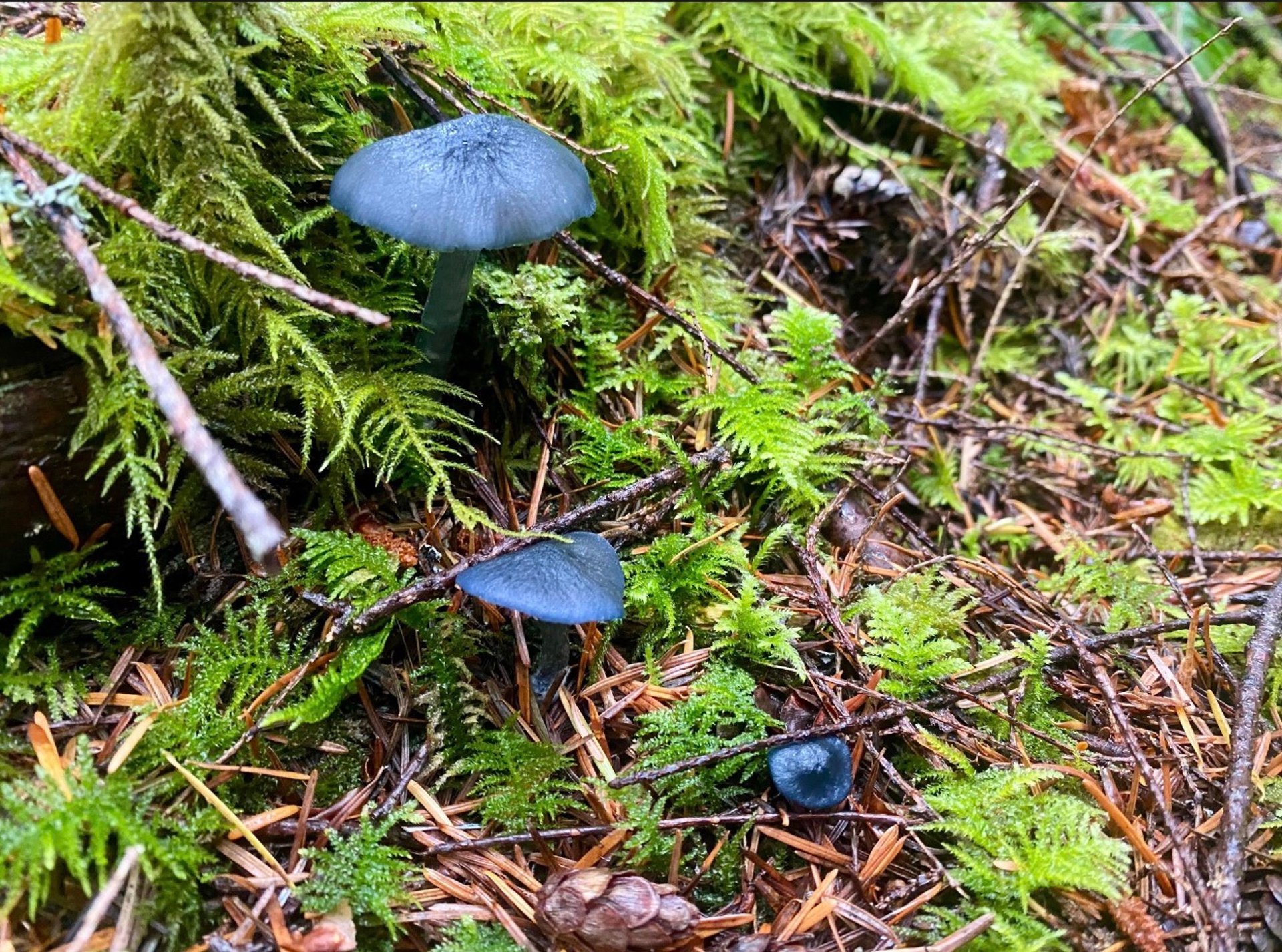 brown and white mushrooms on ground