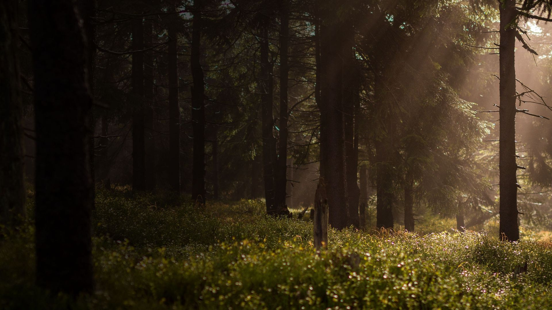 mountain range under blue sky