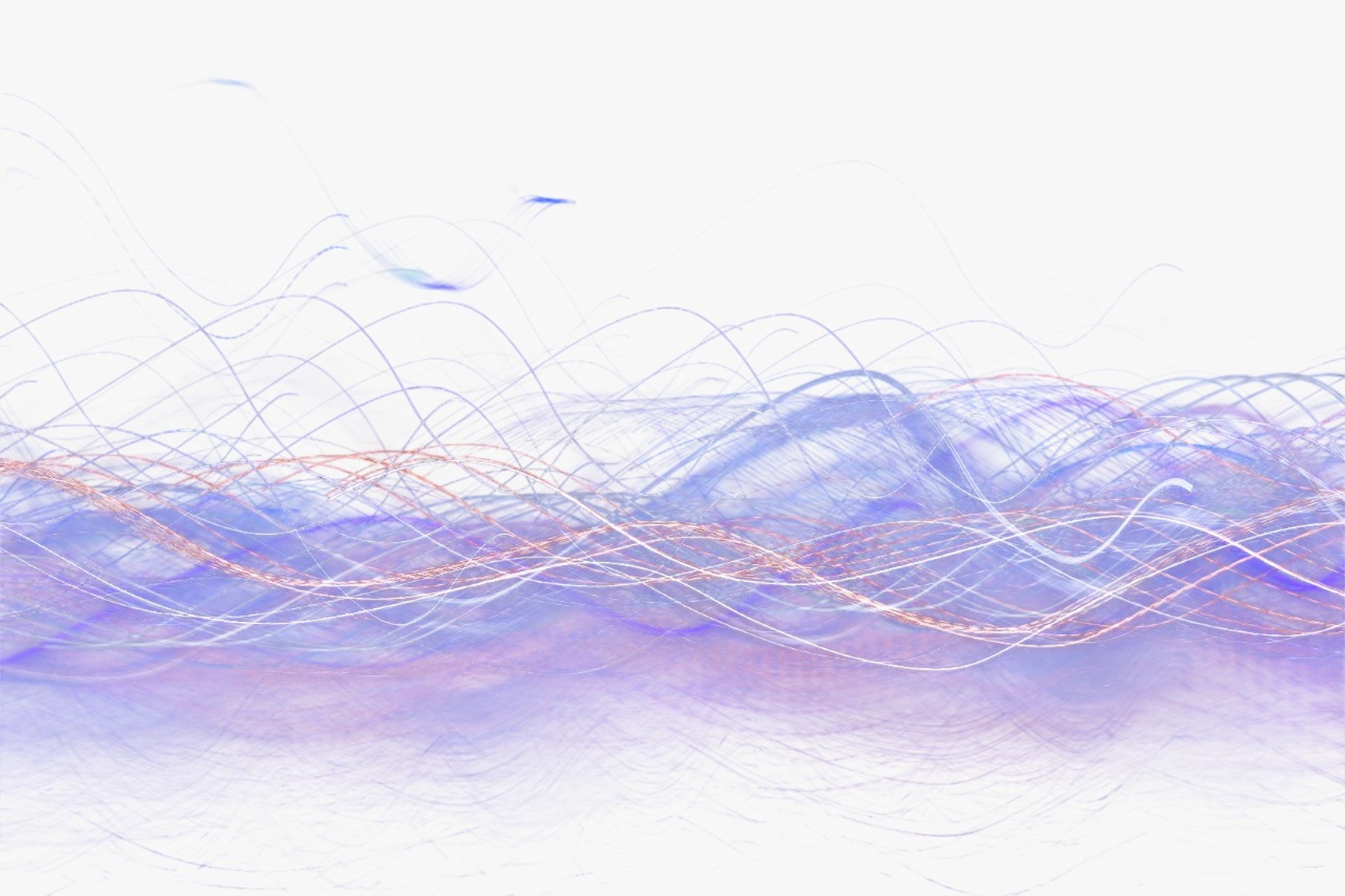 white petaled flowers on snow