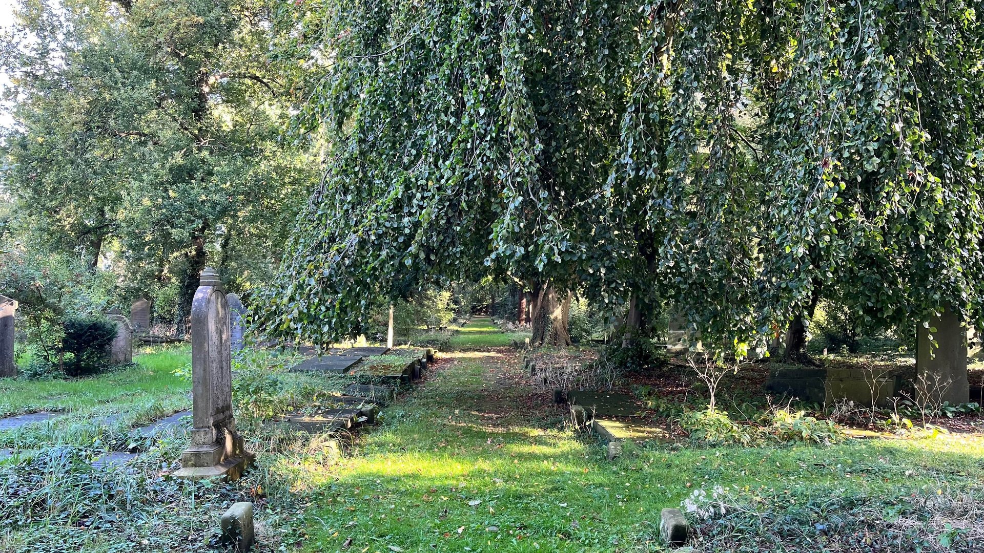 a lake surrounded by trees in a park