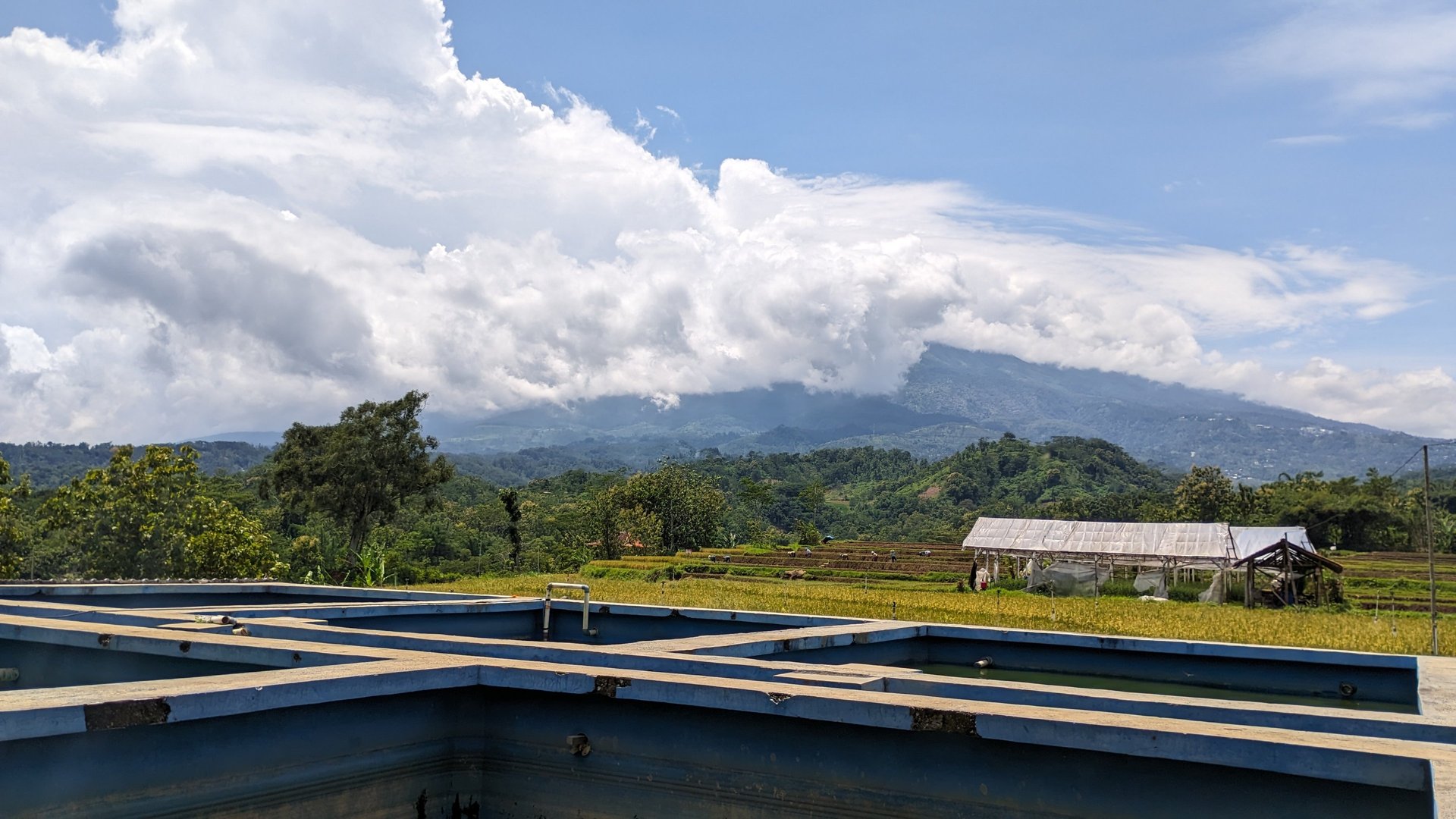 woman in white and brown dress standing on green grass during night time