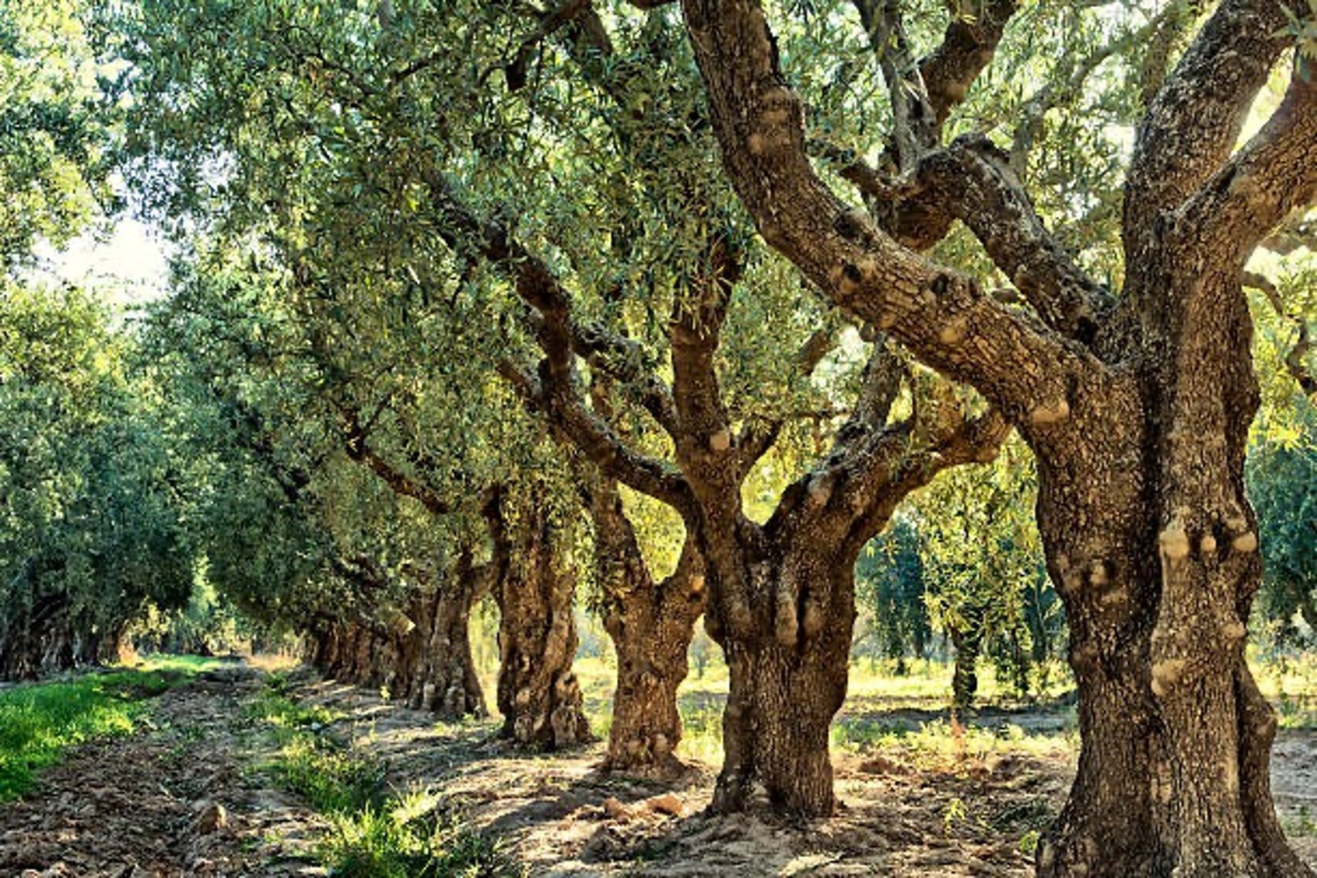 green trees on brown field during daytime