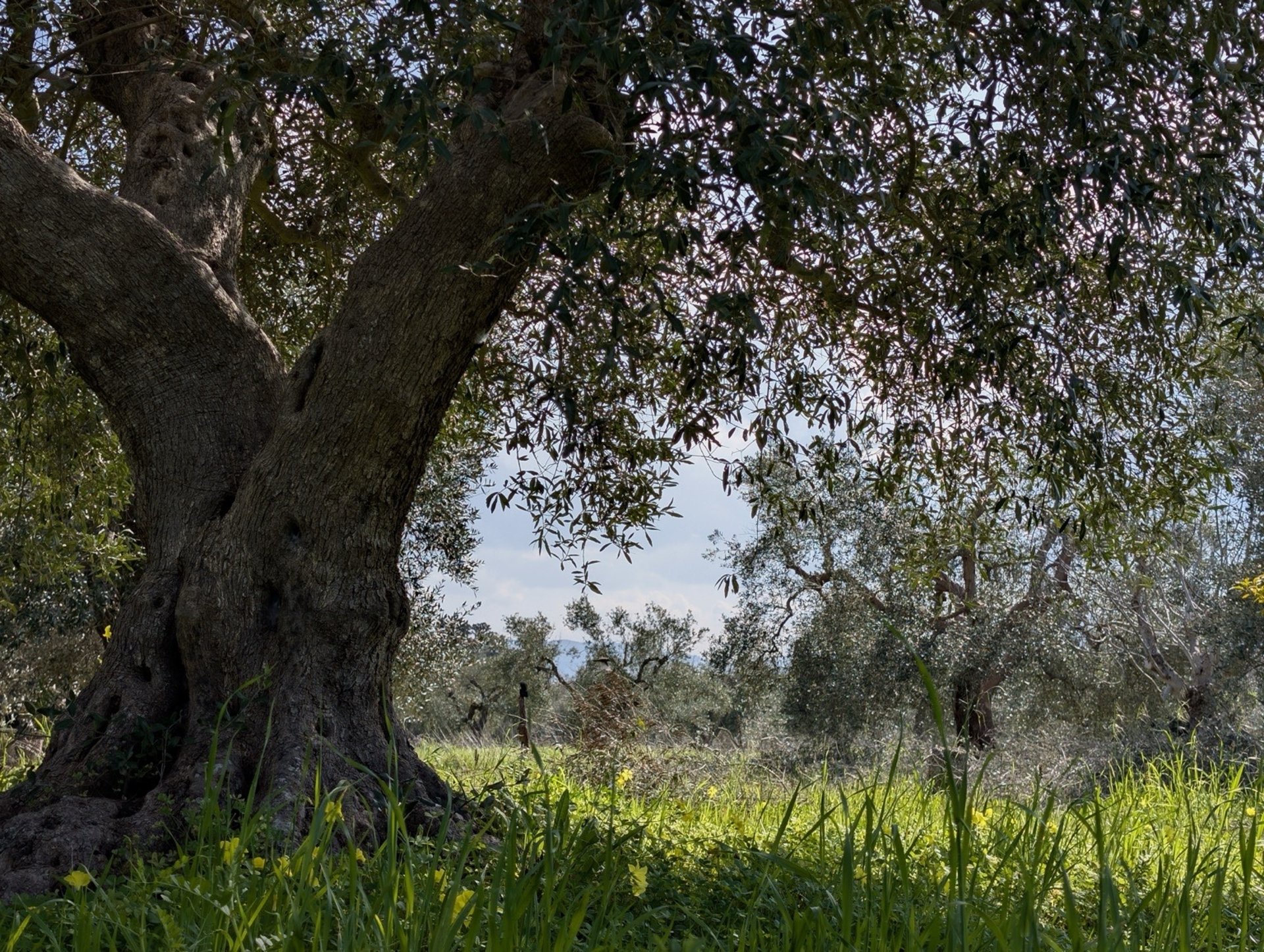 green trees on brown field during daytime