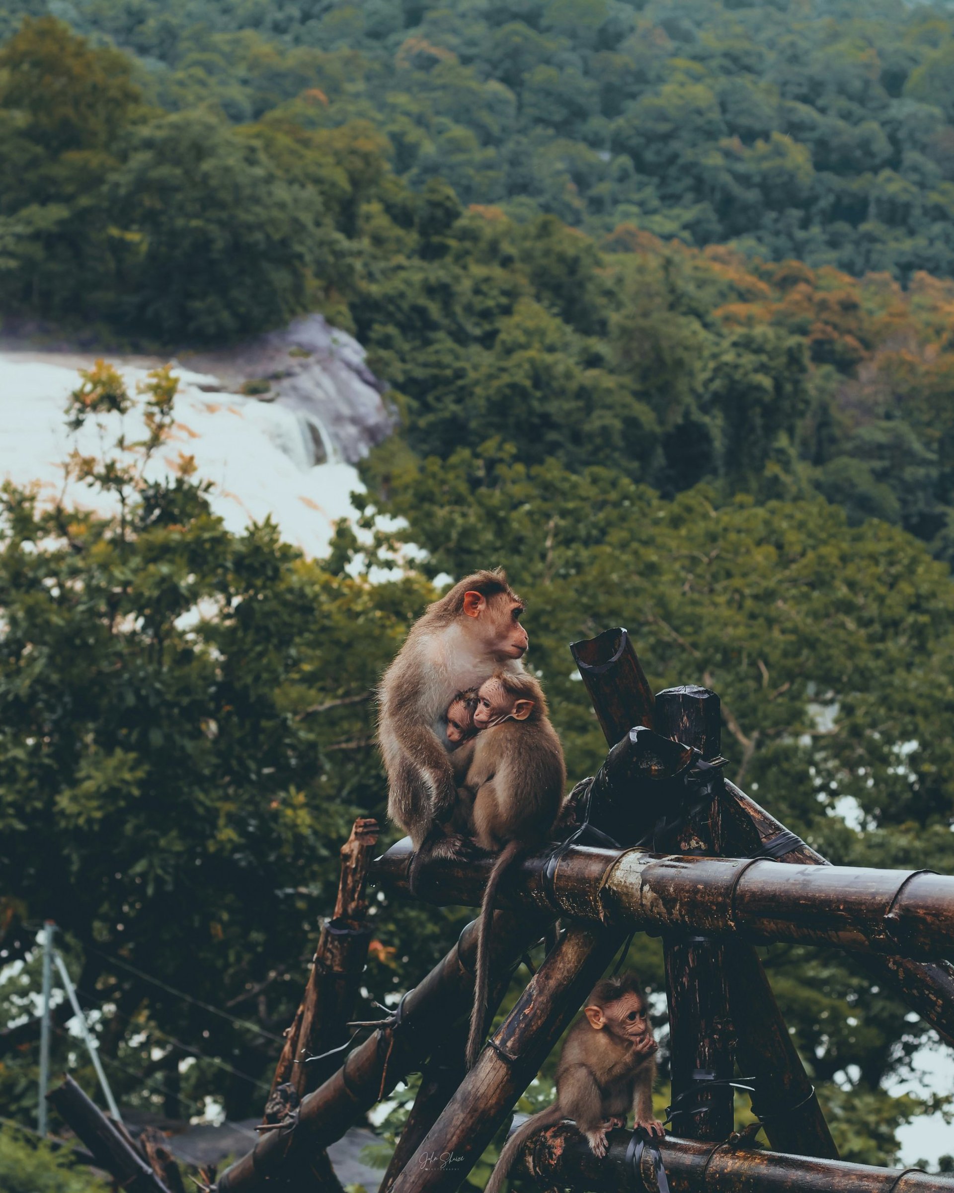 mountains covered with fog