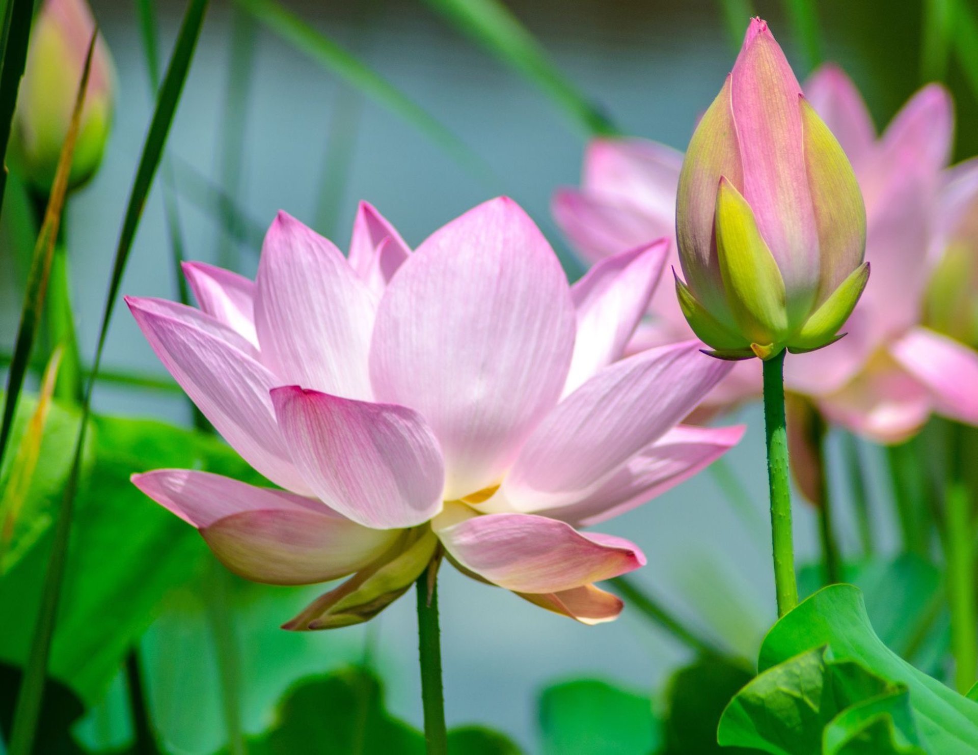 A stream running through a lush green forest