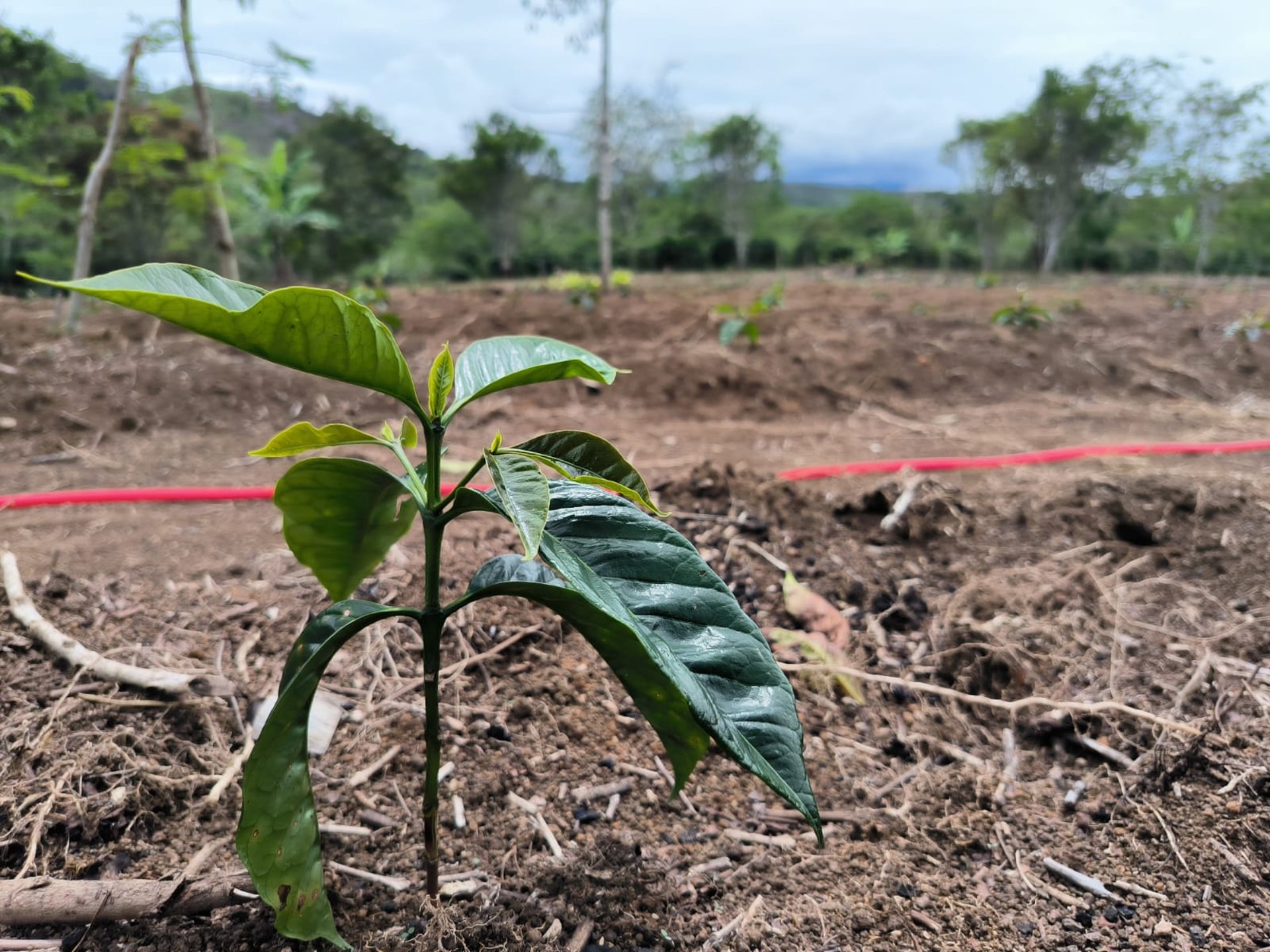 woman wearing yellow long-sleeved dress under white clouds and blue sky during daytime