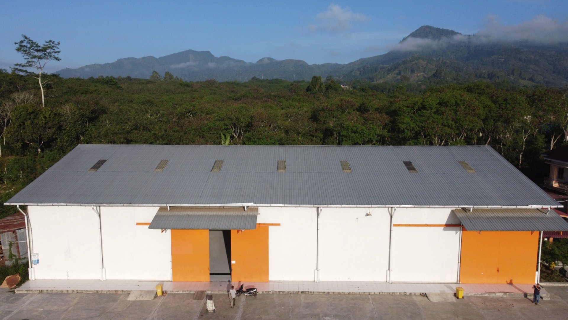 red round fruits on green leaves