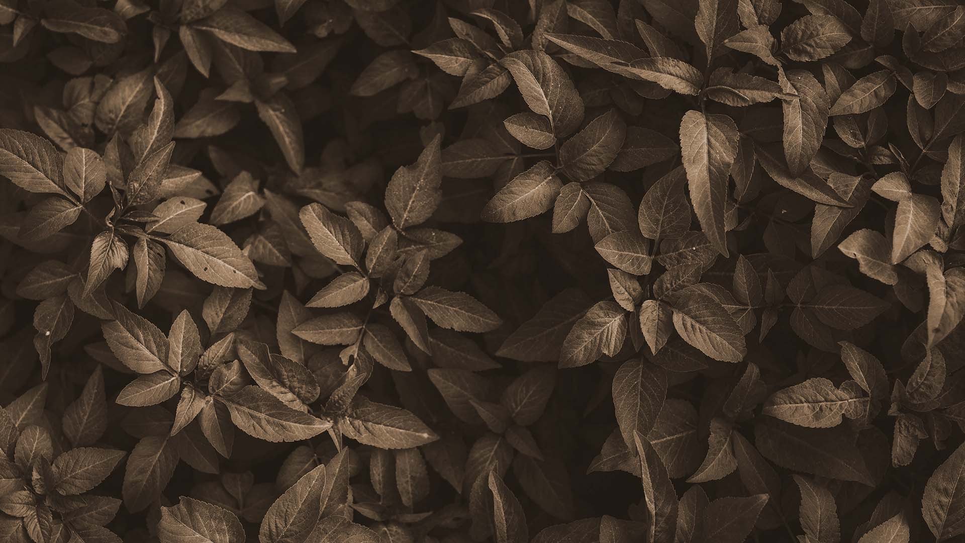 Dark moody sepia-toned leaves and foliage botanical background