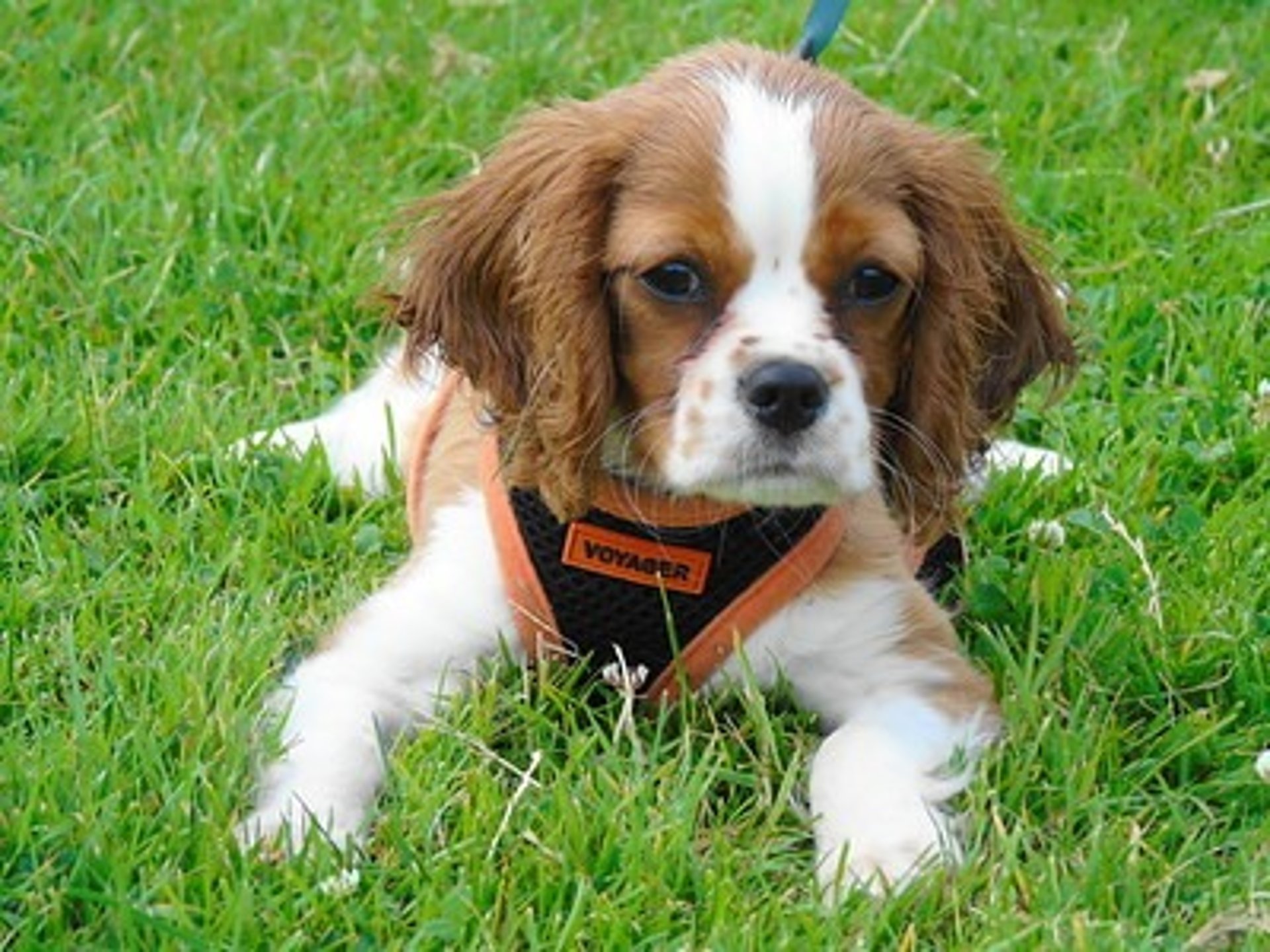 white dog and gray cat hugging each other on grass