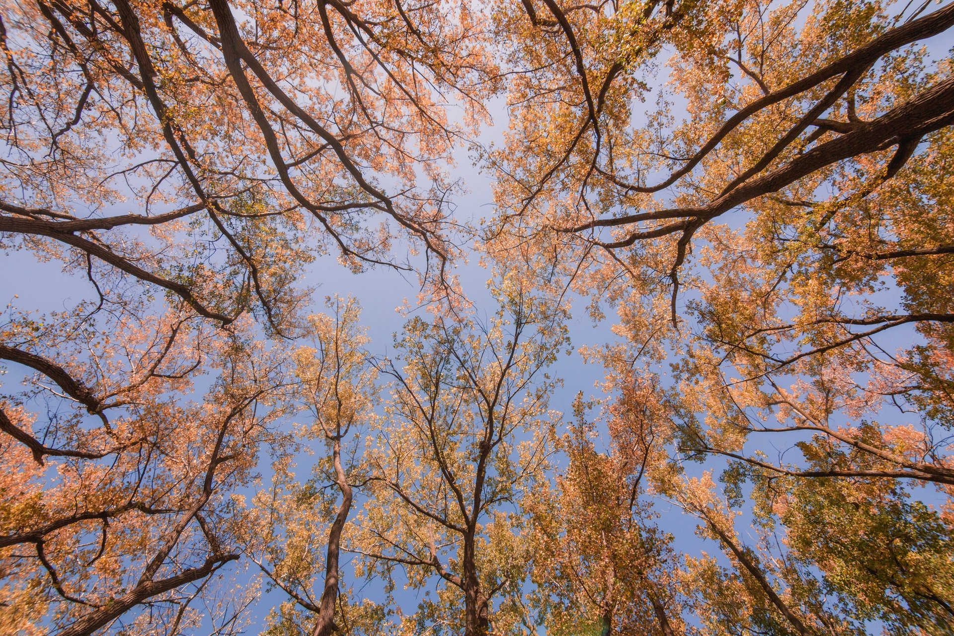 green pine tree under white sky