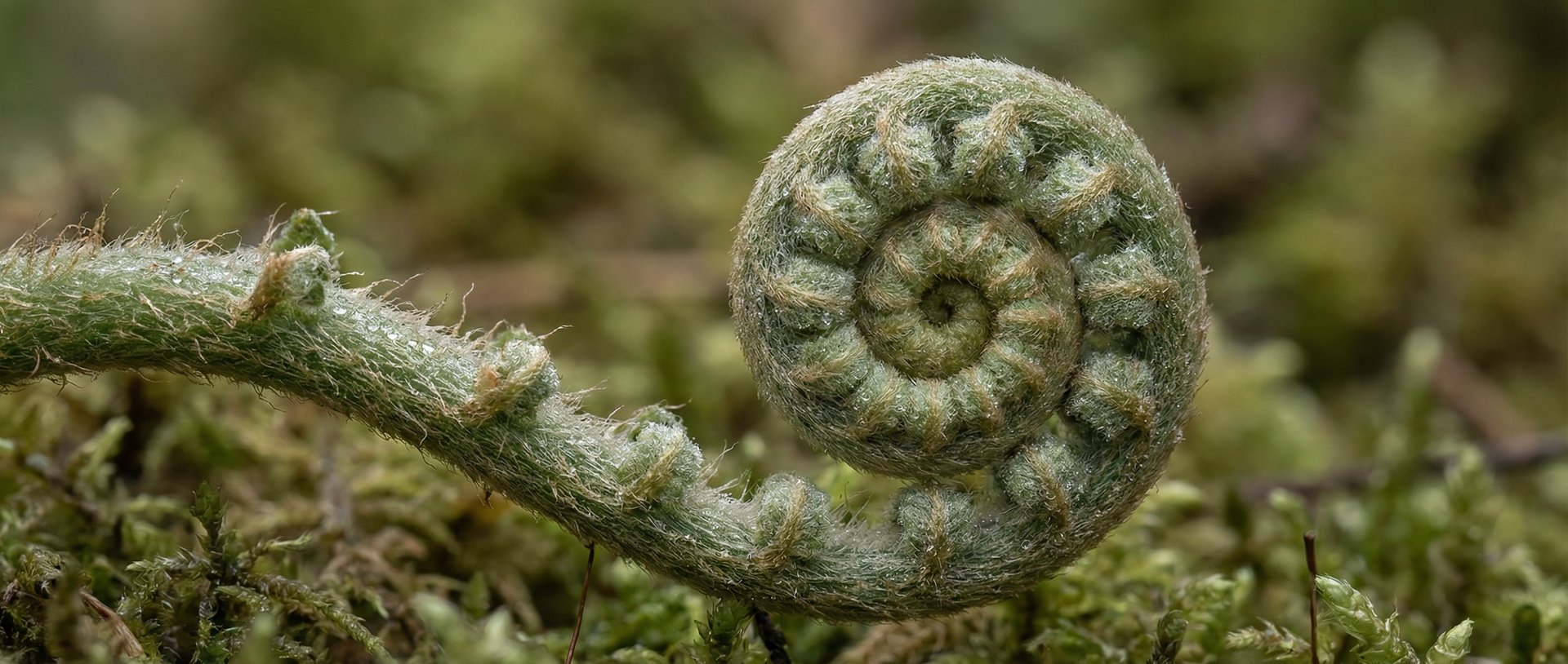 Close up spiral fern