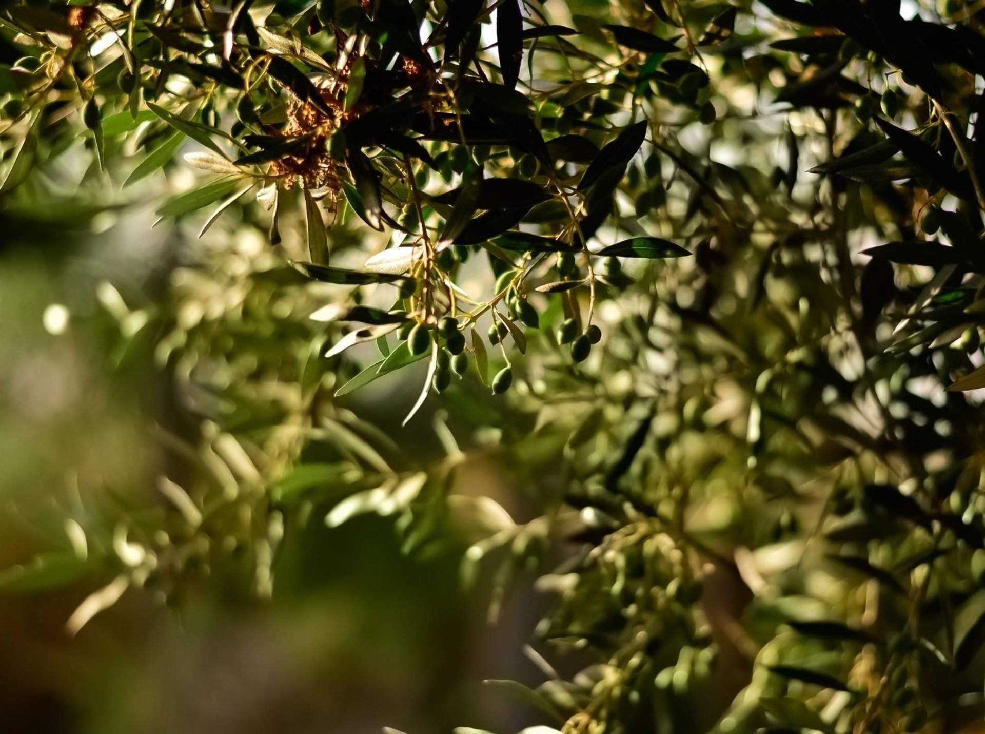green tree on brown field during daytime