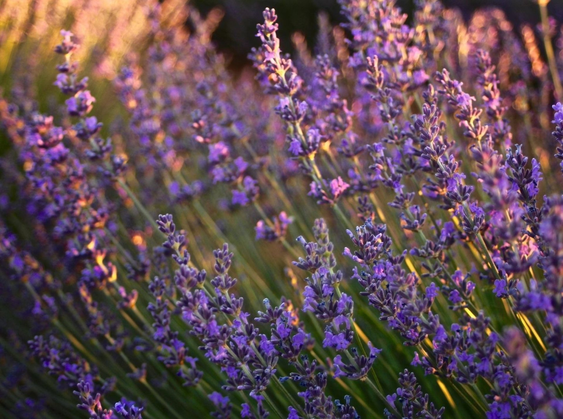 a field of lavender flowers with a building in the background