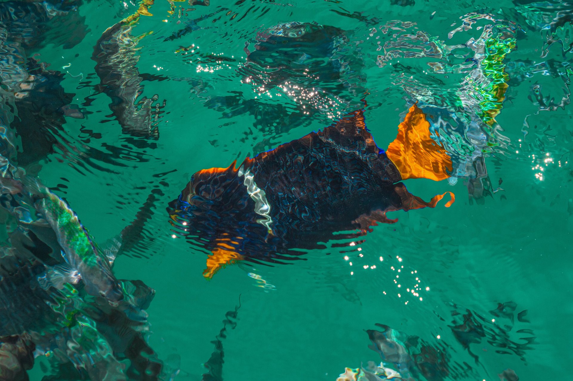 black blue and yellow textile