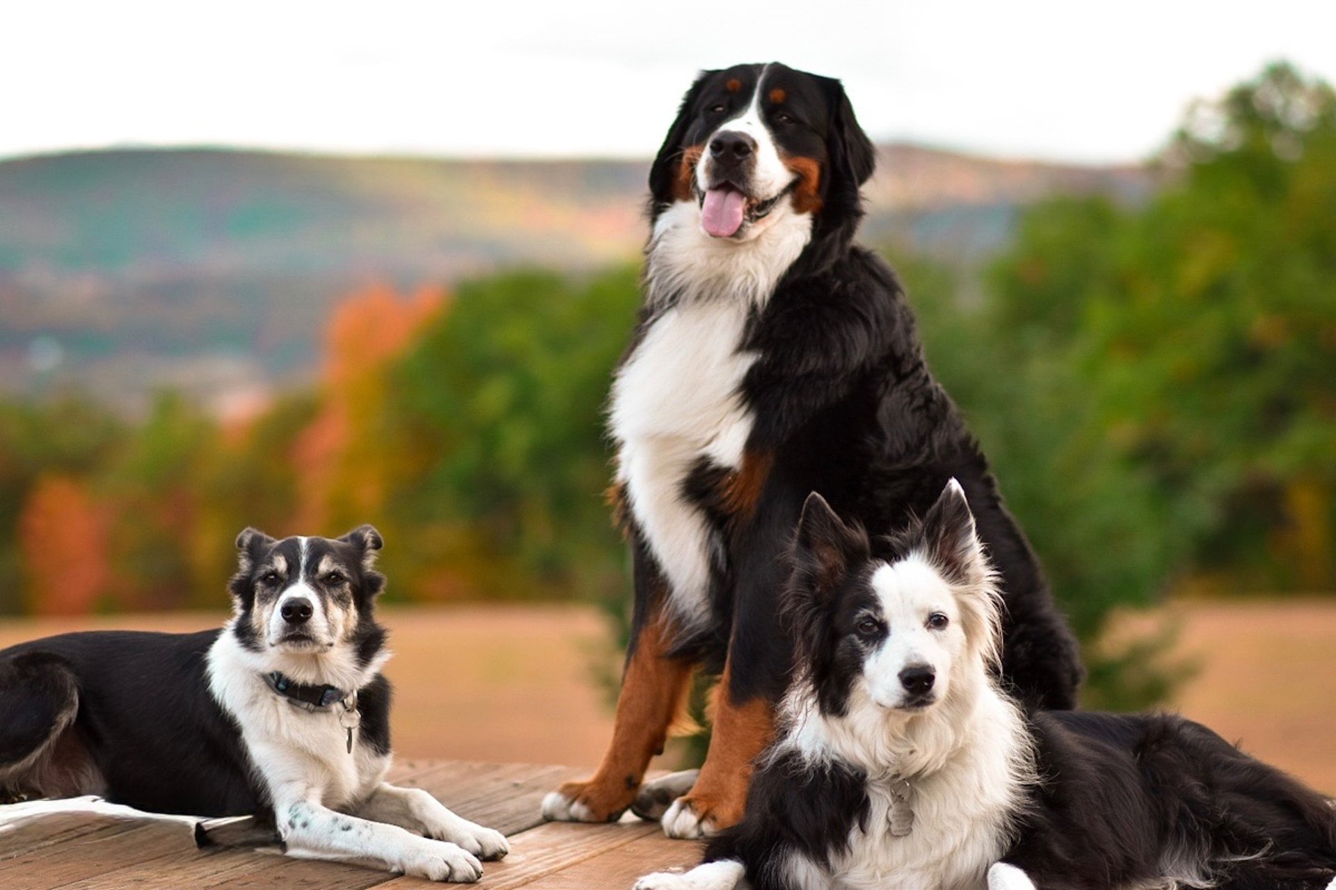 black and white bed linen