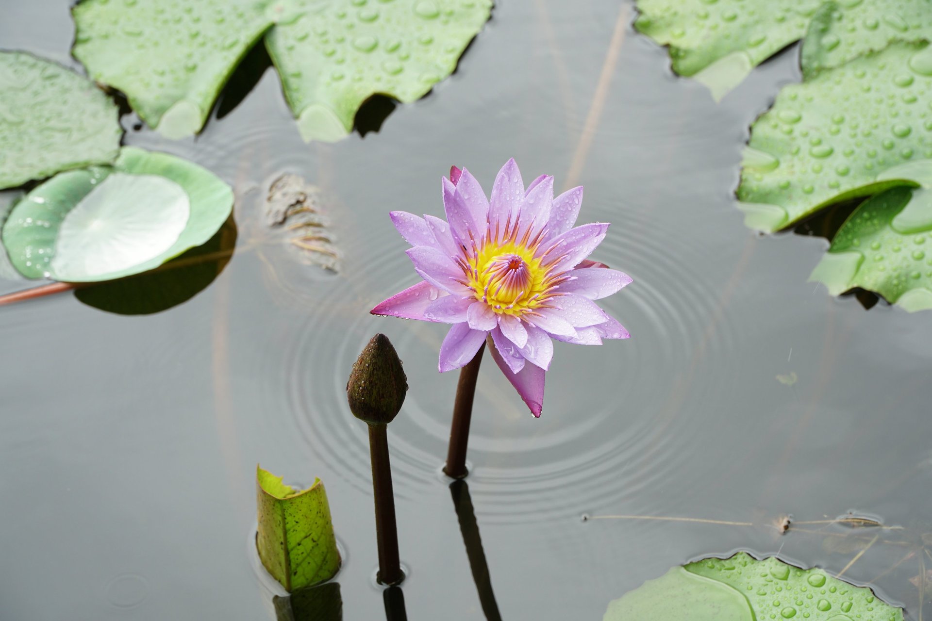 sliced orange and green citrus fruits